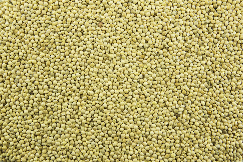 200 PROSO MILLET White Common Panicum Miliaceum Ornamental Grass Vegetable Seeds