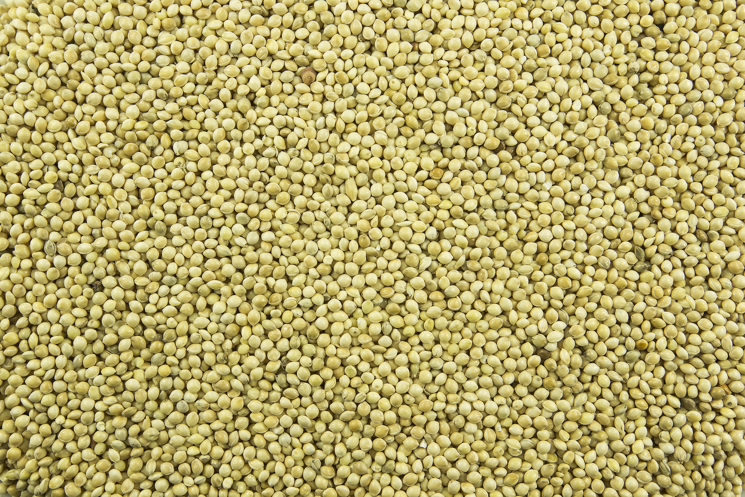 200 PROSO MILLET White Common Panicum Miliaceum Ornamental Grass Vegetable Seeds