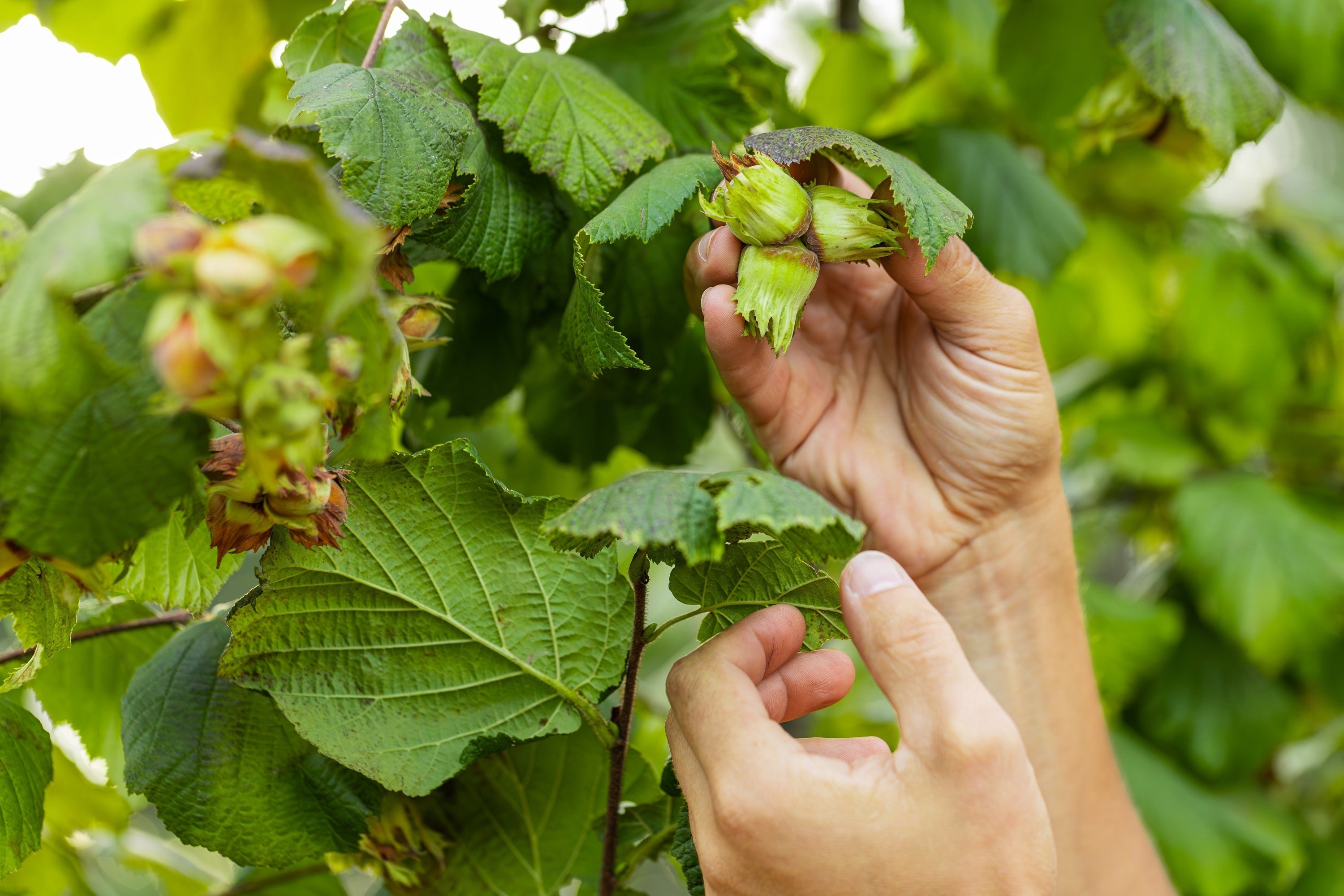 5 AMERICAN HAZELNUT TREE aka Filbert Corylus Americana Fruit Nut Seeds