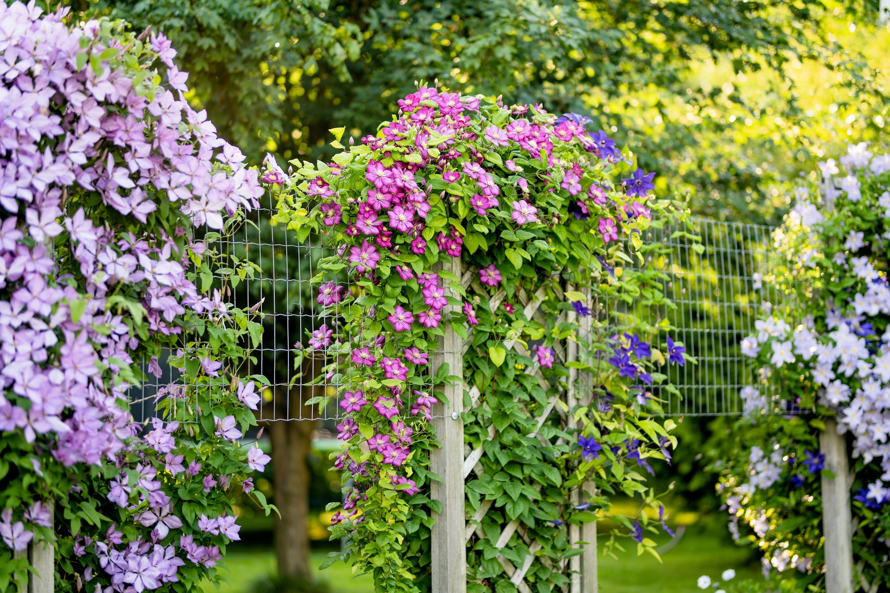 10 MIXED HYBRID CLEMATIS Hybrida Red Purple Pink Blue Bicolor Flower Vine Seeds