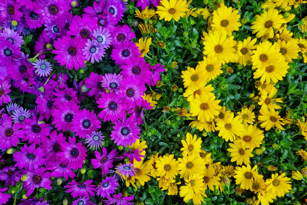 1000 MIXED AFRICAN DAISY ( Cape Marigold / Sun Marigold ) Dimorphotheca Sinuata Flower Seeds