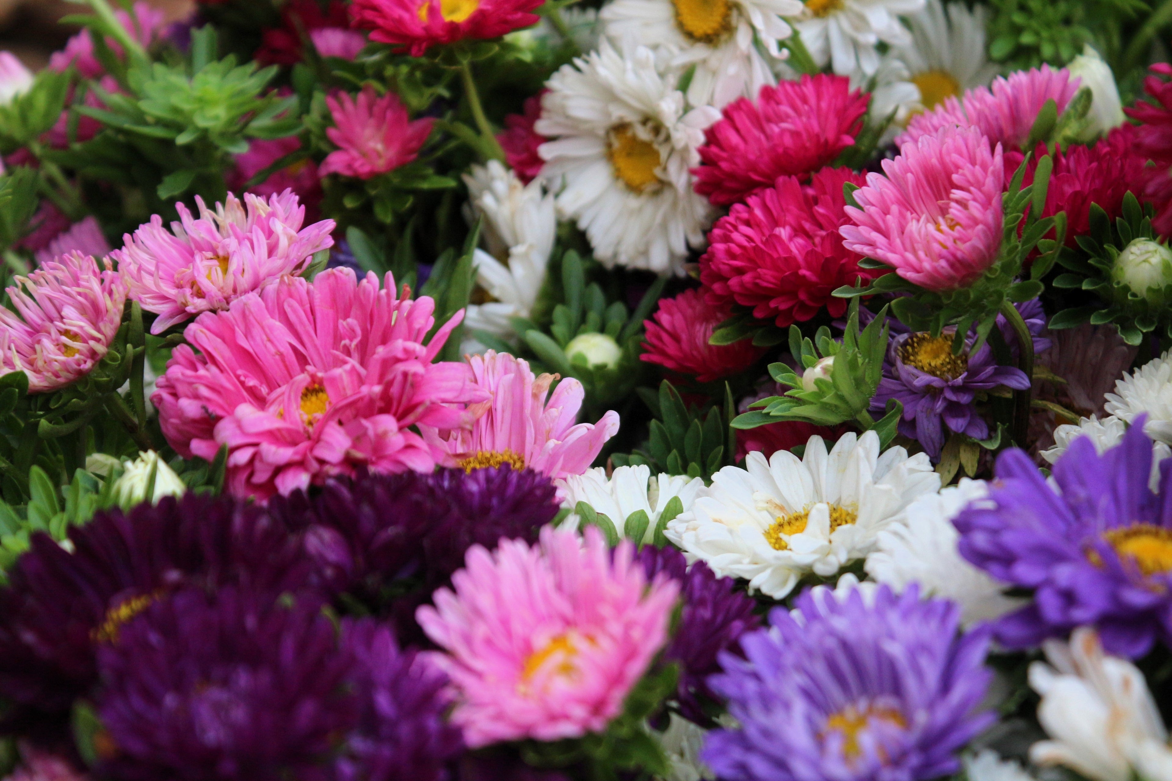 250 MIXED Colors CHINA ASTER Callistephus Chinensis Flower Seeds
