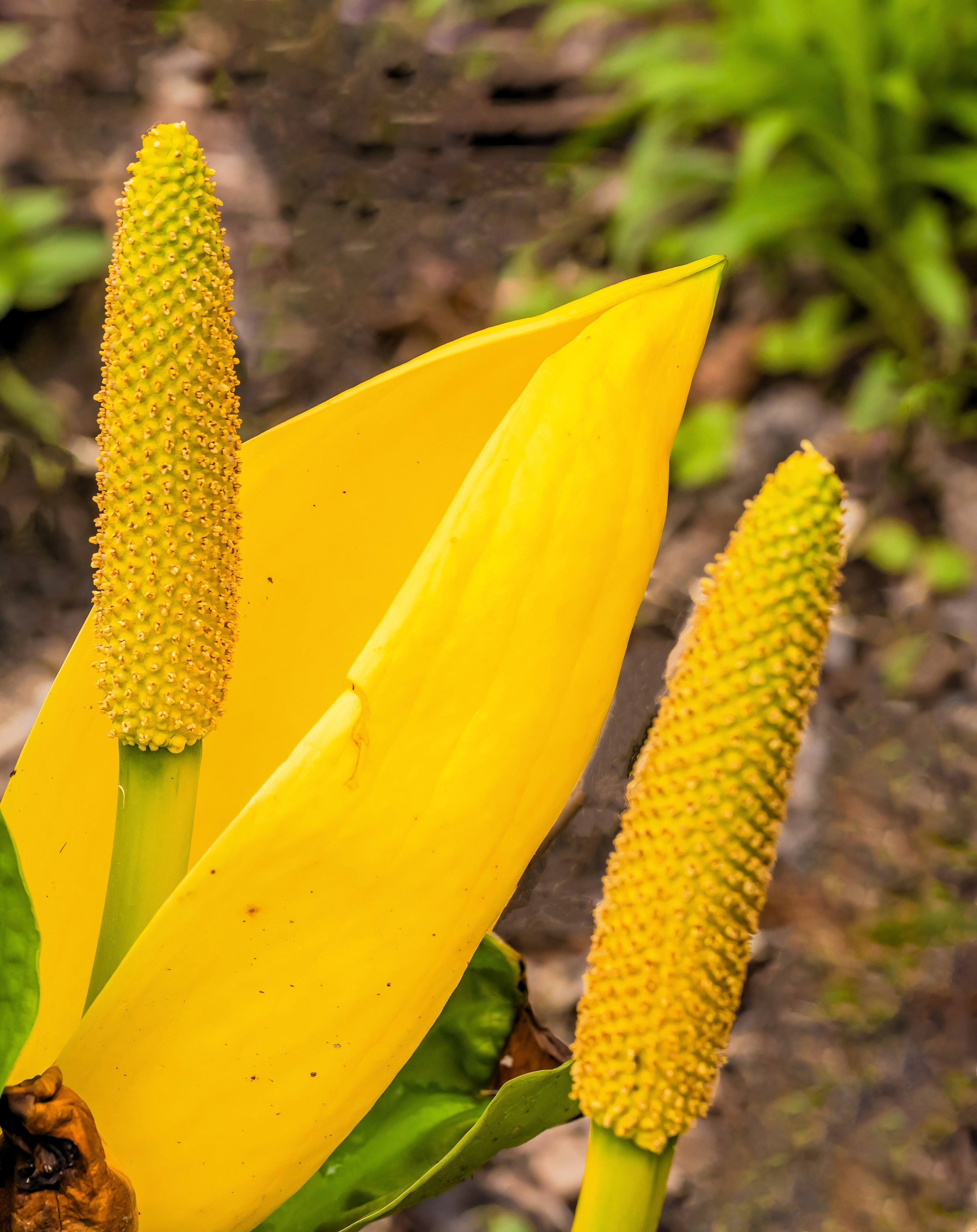 10 Yellow SWAMP LANTERN Moist Lysichiton Americanus Skunk Cabbage Flower Seeds