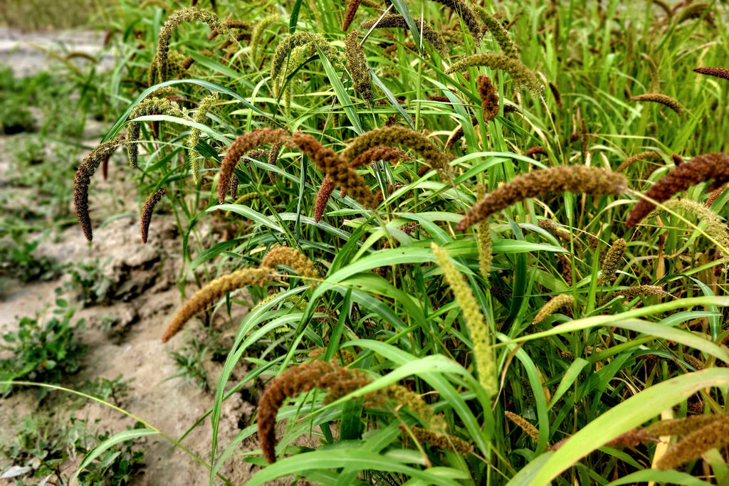100 FOXTAIL MILLET Setaria Italica Ornamental Grass Wildlife Food Flower Seeds