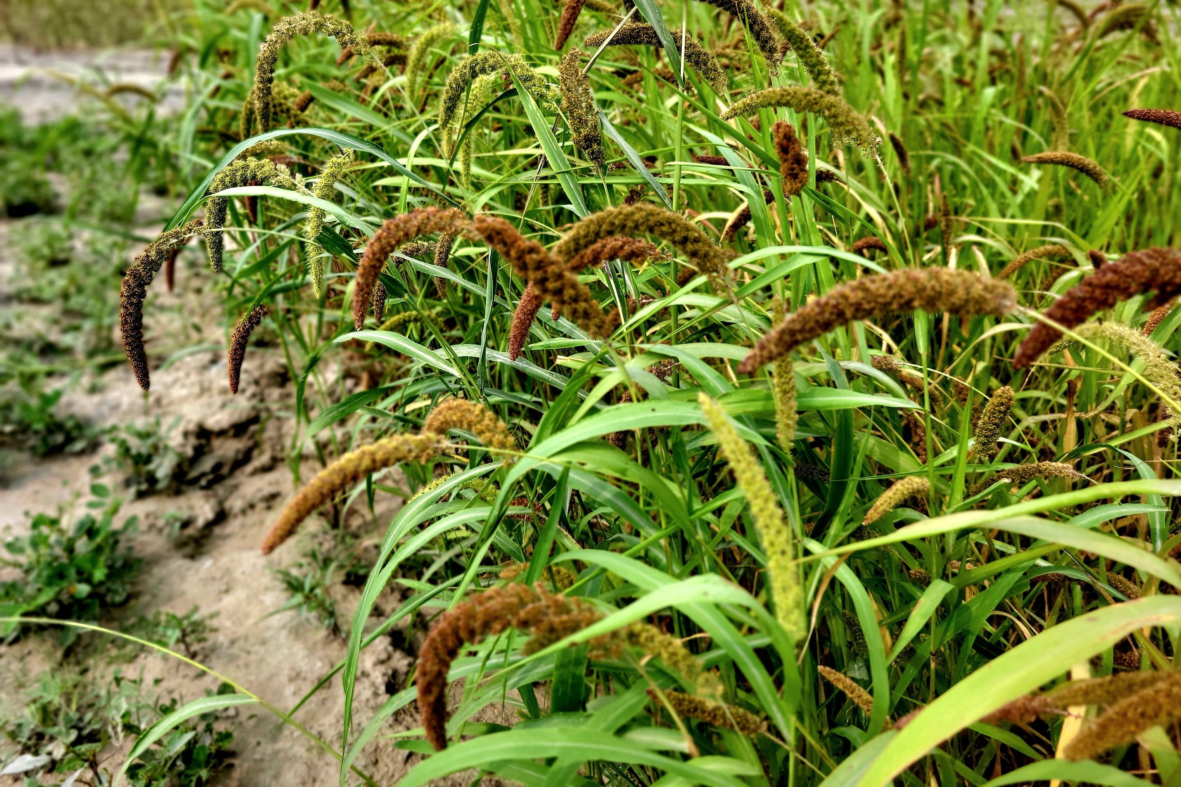 100 FOXTAIL MILLET Setaria Italica Ornamental Grass Wildlife Food Flower Seeds