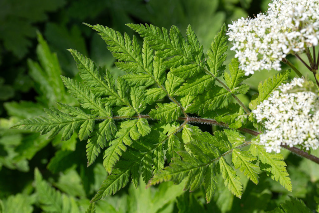 20 SWEET CICELY Myrrhis Odorata Herb Fragrant Flower Licorice Flavor Seeds