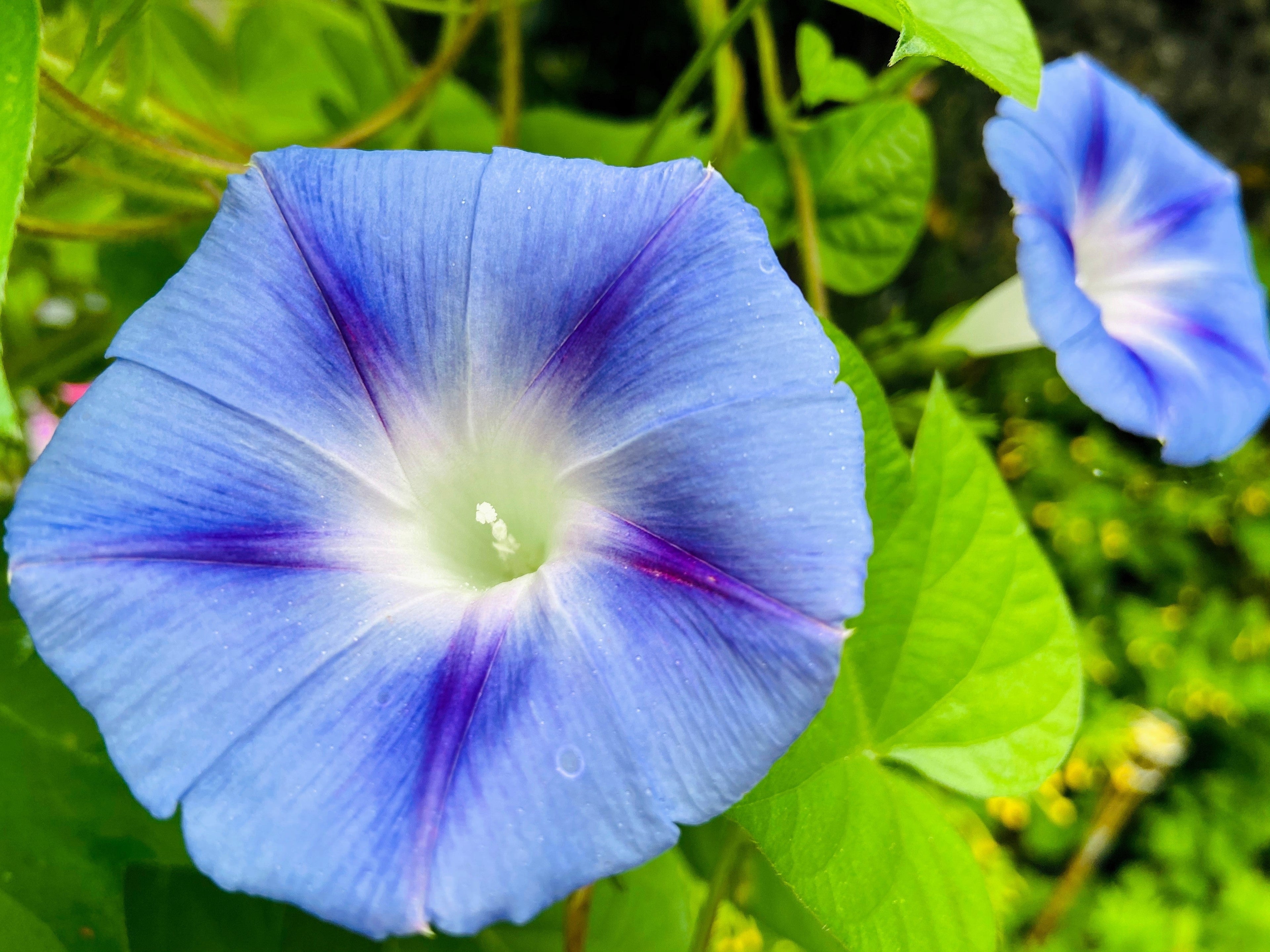 50 Mixed Colors MORNING GLORY Ipomoea Purpurea Vine Flower Seeds
