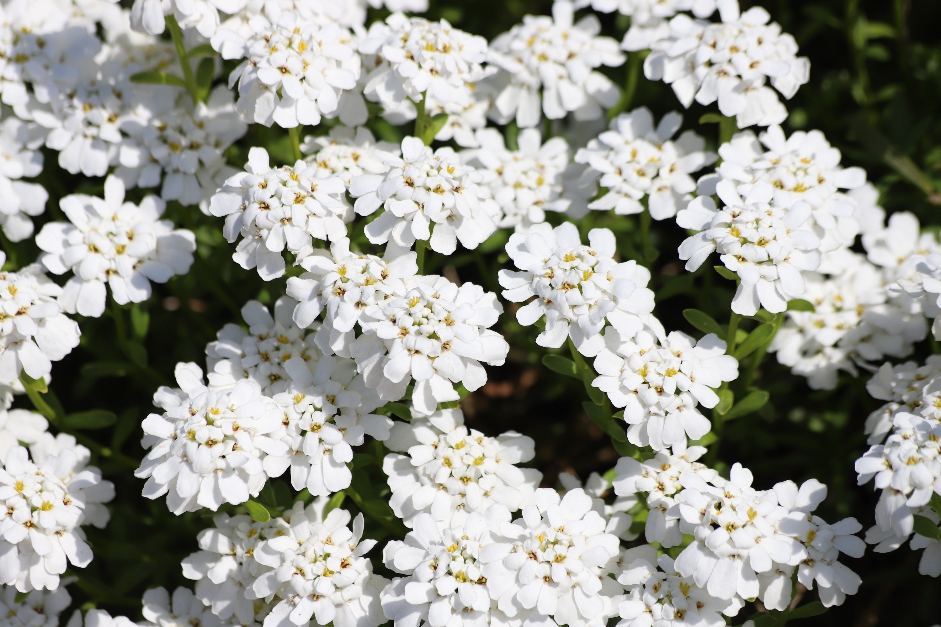 2000 Fairy DWARF MIX CANDYTUFT Iberis Umbellata Flower Seeds