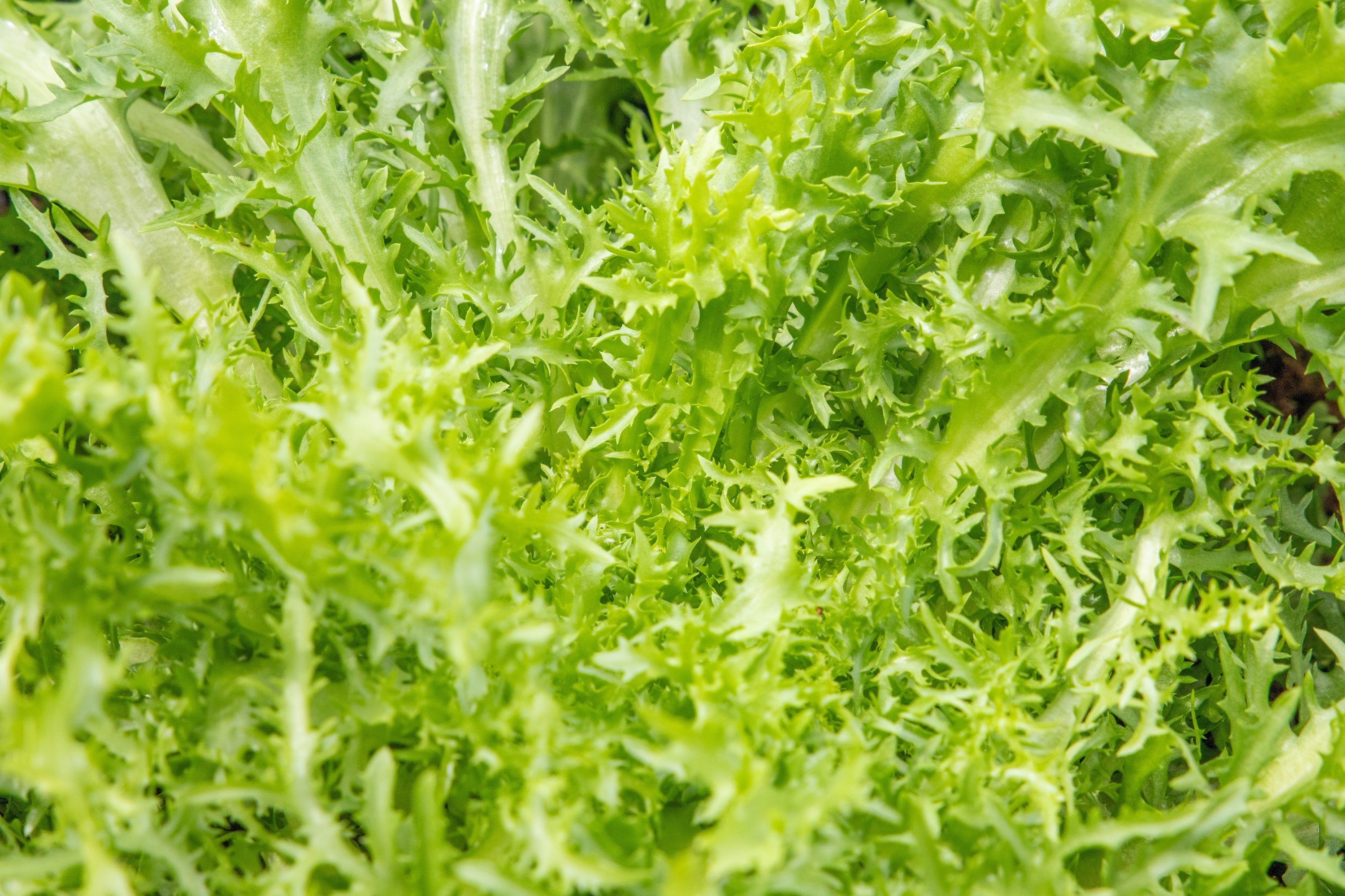 3000 GREEN CURLED ENDIVE (Frisée / Salad Endive / Moss Curled Endive / Escarole) Cichorium Endivia Vegetable Seeds