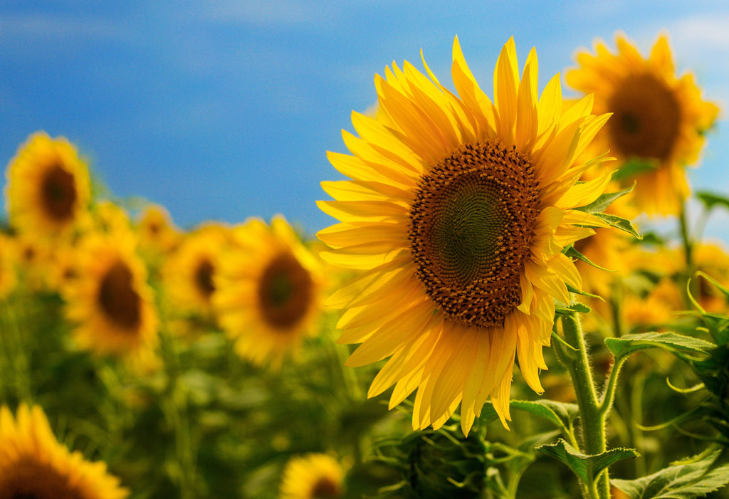 100 BLACK OIL SUNFLOWER Helianthus Annuus Yellow Hummingbird Bird Flower Seeds