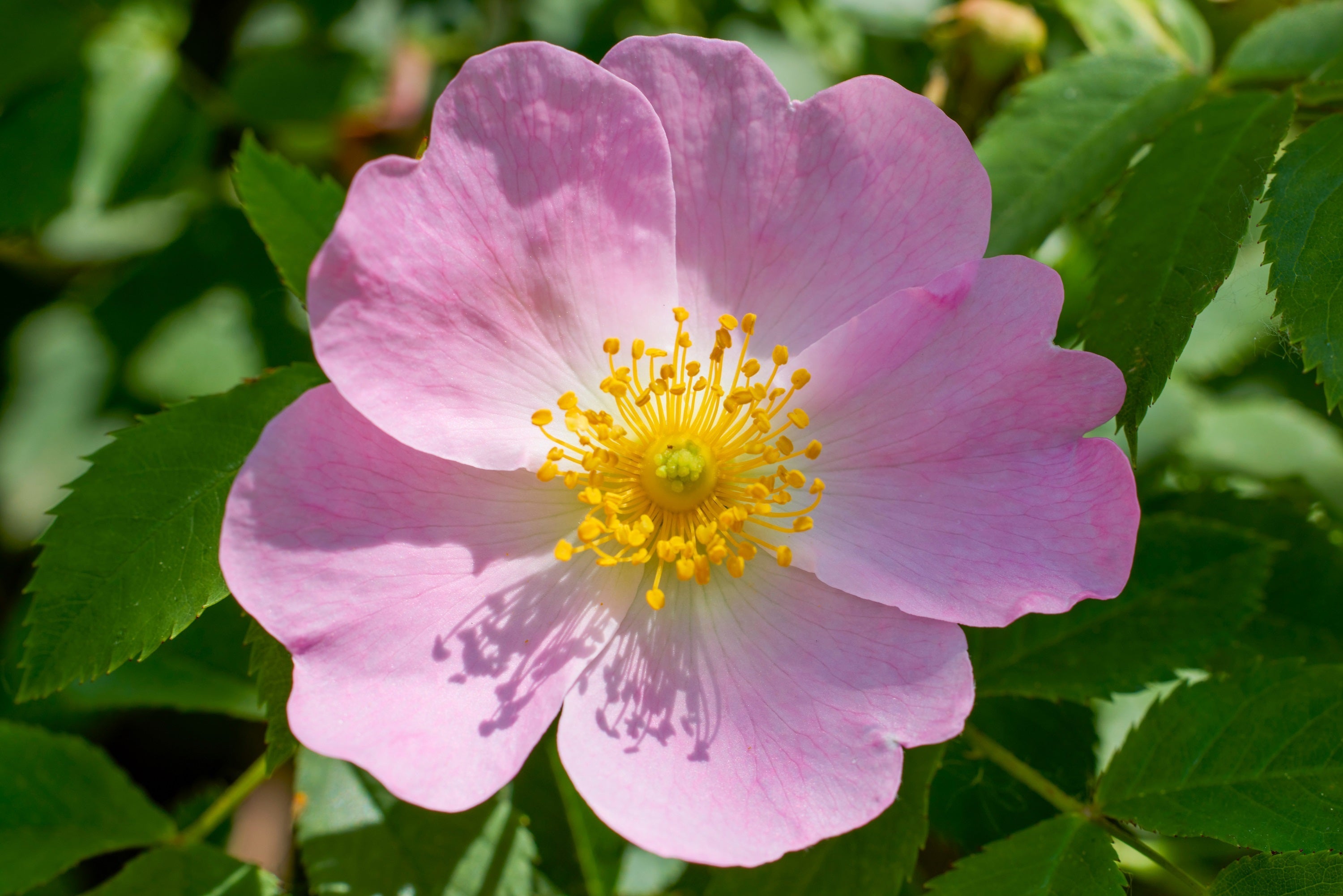 50 Thornless Pink DOG BRIER ROSE Bush Rosa Canina Inermis Victory Garden Fragrant Flower Seeds
