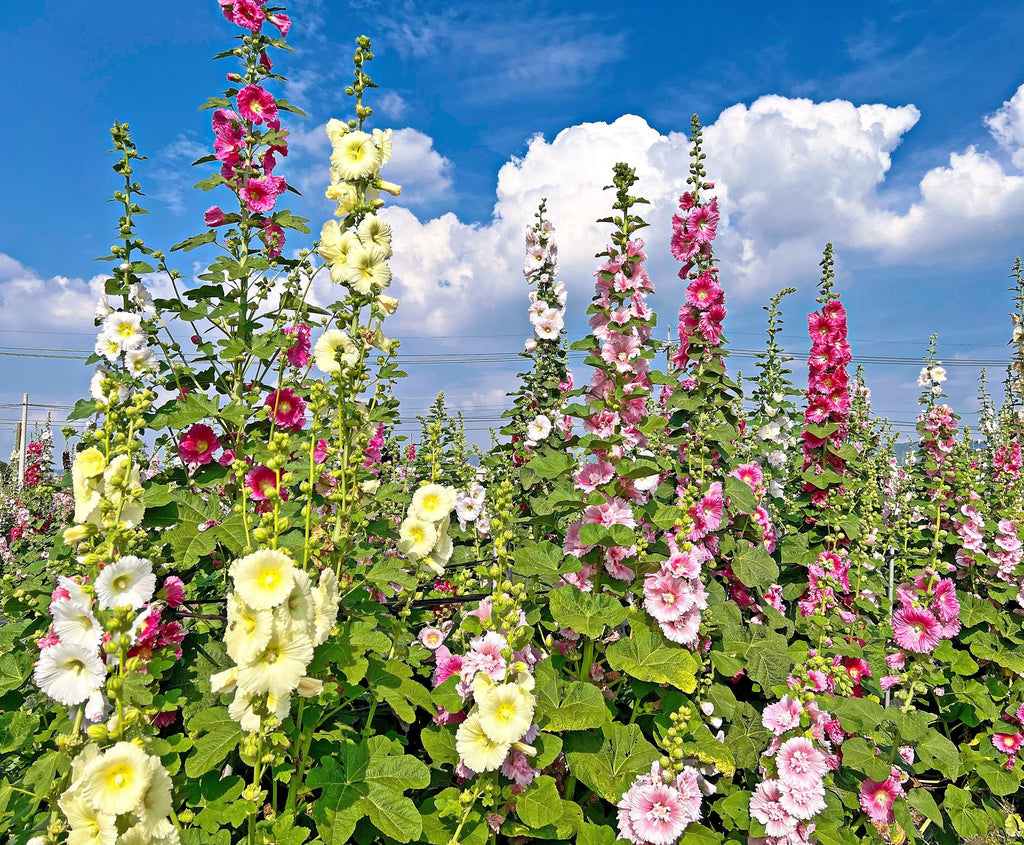 50 Mixed Colors HOLLYHOCK COUNTRY ROMANCE Mix Alcea Rosea Flower Seeds