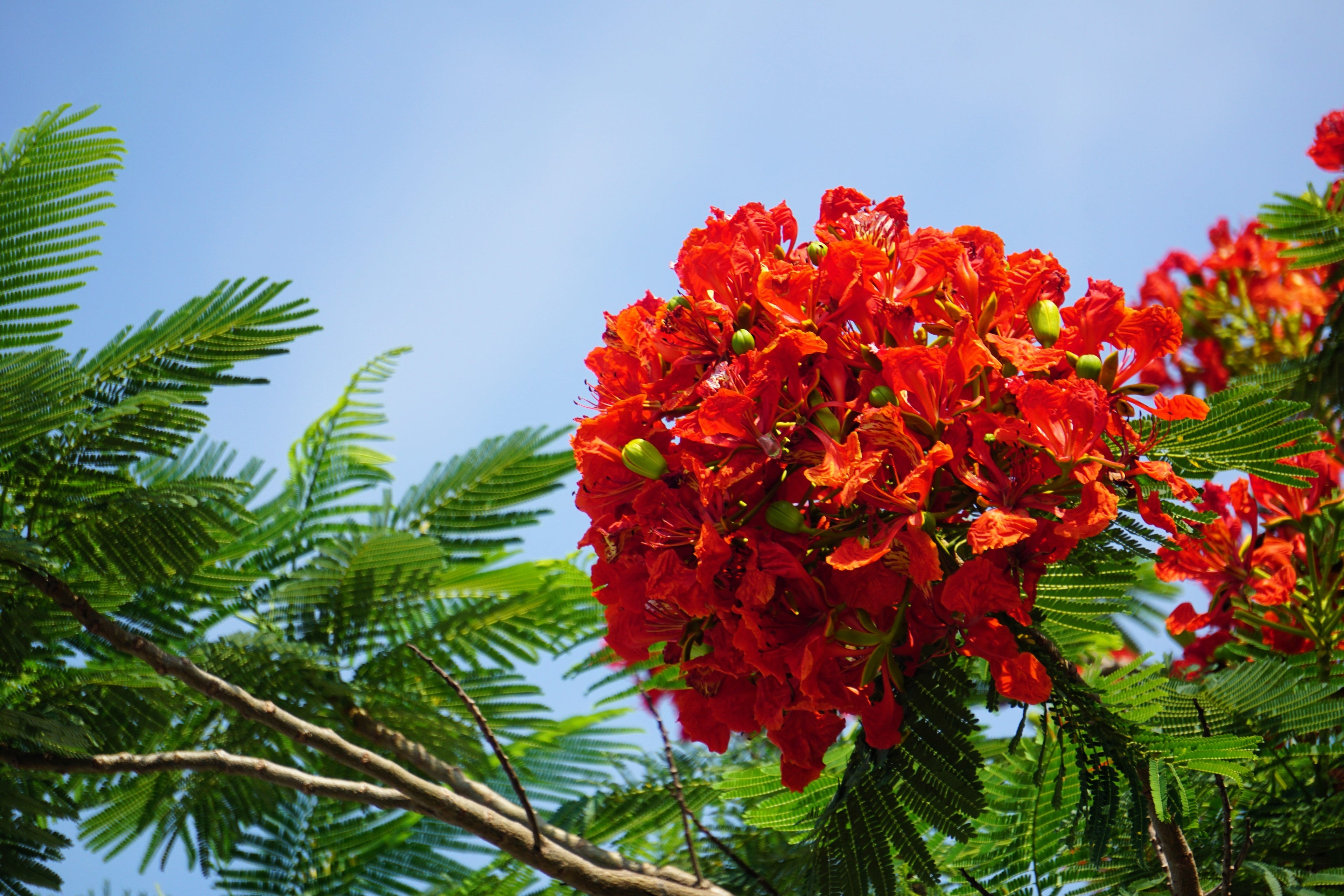 10 ROYAL POINCIANA TREE Delonix Regia aka Red Flame Flamboyant Tree Peacock Flower Seeds