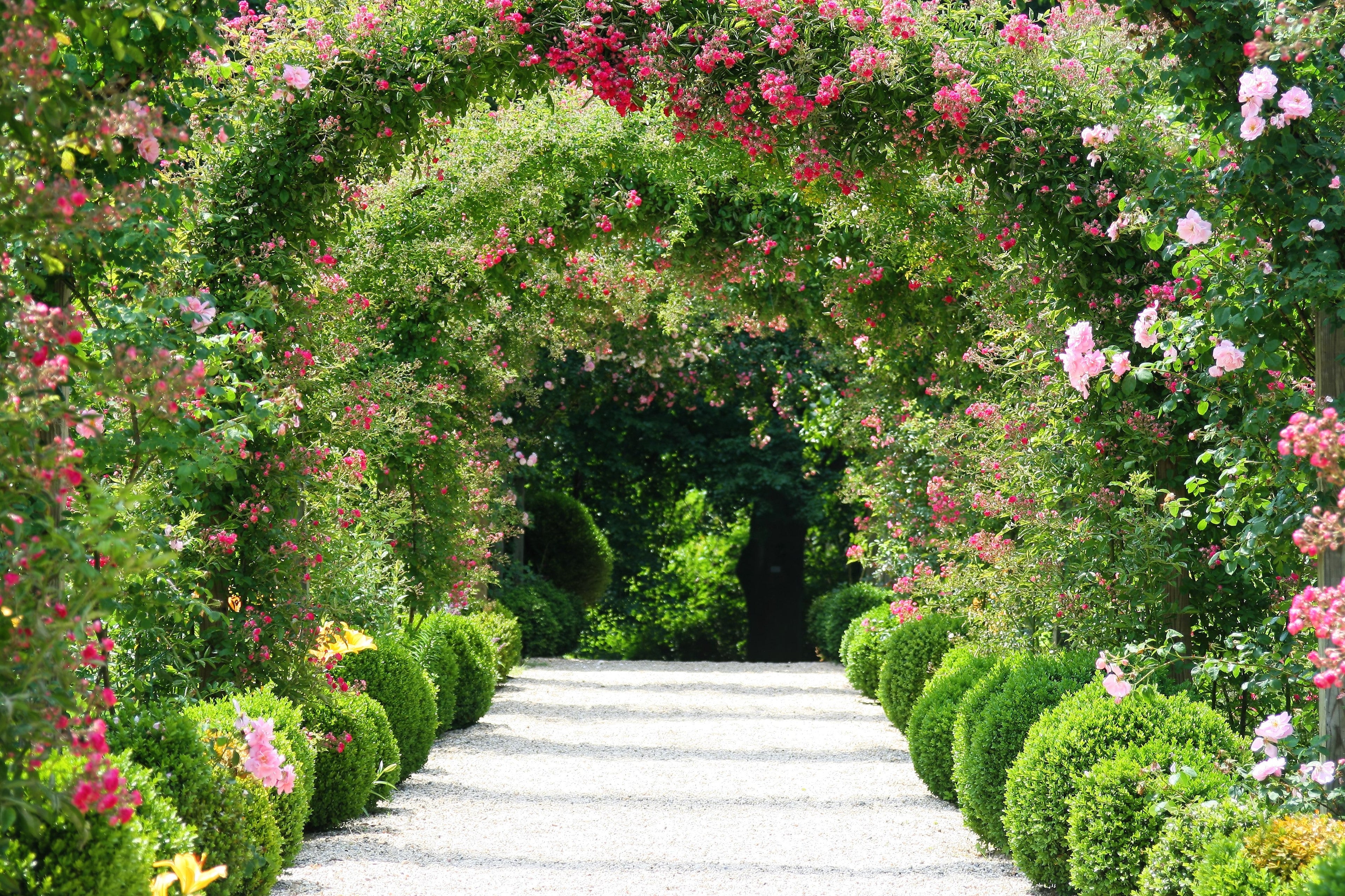 5 RED CLIMBING ROSE Rosa Bush Vine Climber Fragrant Butterfly Flower Seeds