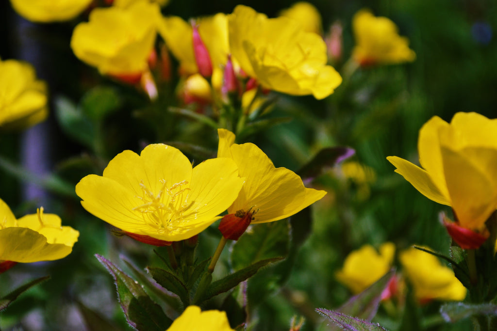 1000 YELLOW EVENING PRIMROSE Oenothera lamarckiana Flower Seeds
