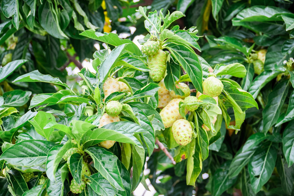 20 NONI Cheese Fruit Great Morinda Citrifolia Indian Beach Mulberry Shrub Tree Seeds