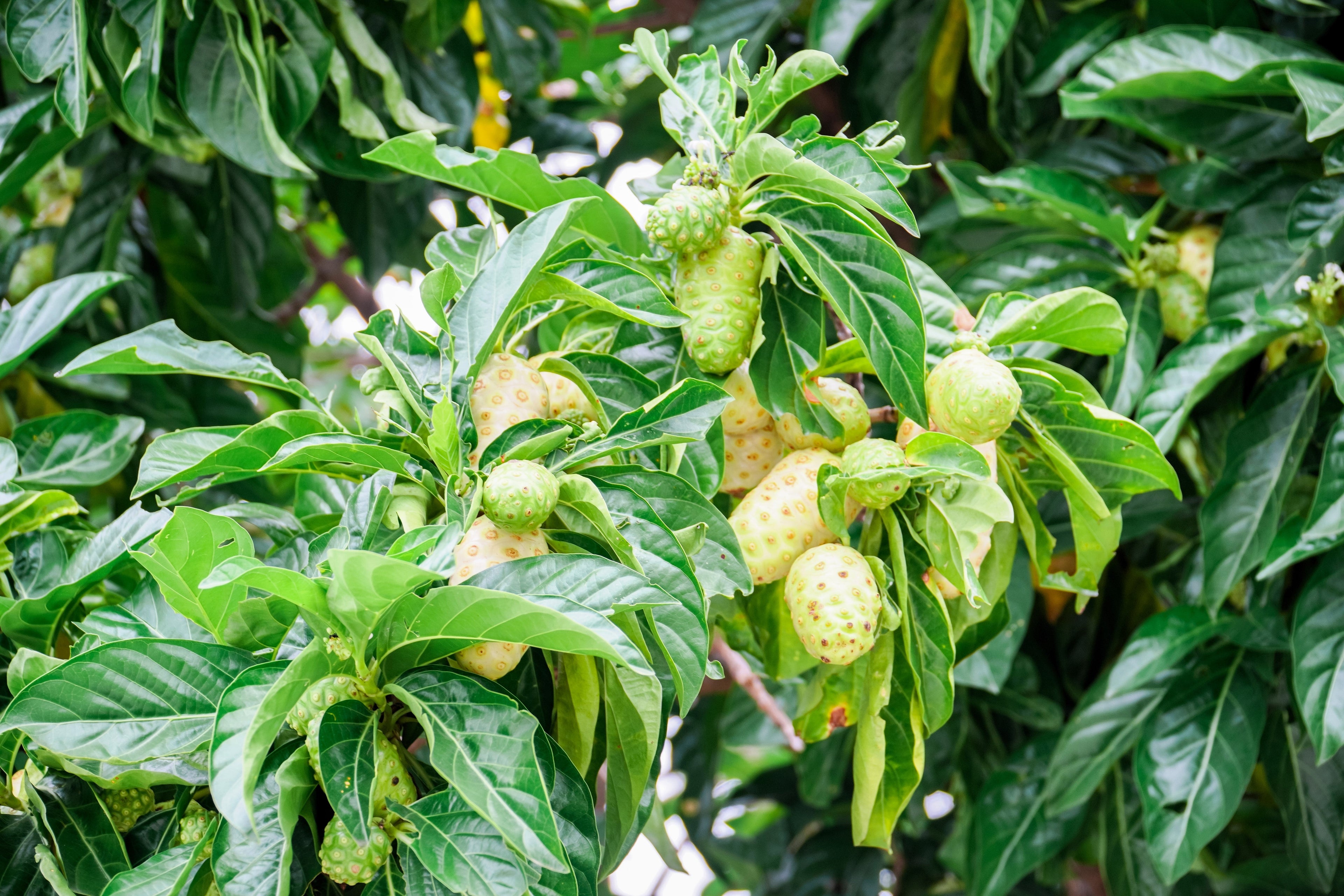 20 NONI Cheese Fruit Great Morinda Citrifolia Indian Beach Mulberry Shrub Tree Seeds