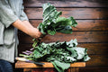 1500 MORRIS HEADING COLLARDS Collard Green Brassica Oleracea Vegetable Seeds
