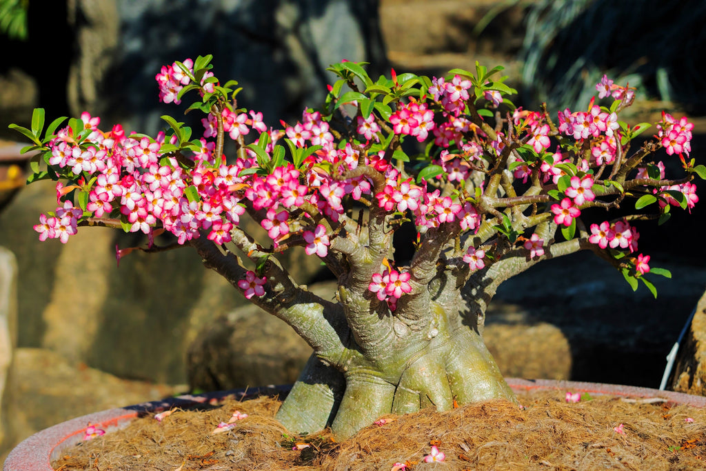 10 Mixed DESERT ROSE / ADENIUM Obesum African Houseplant Flower Seeds