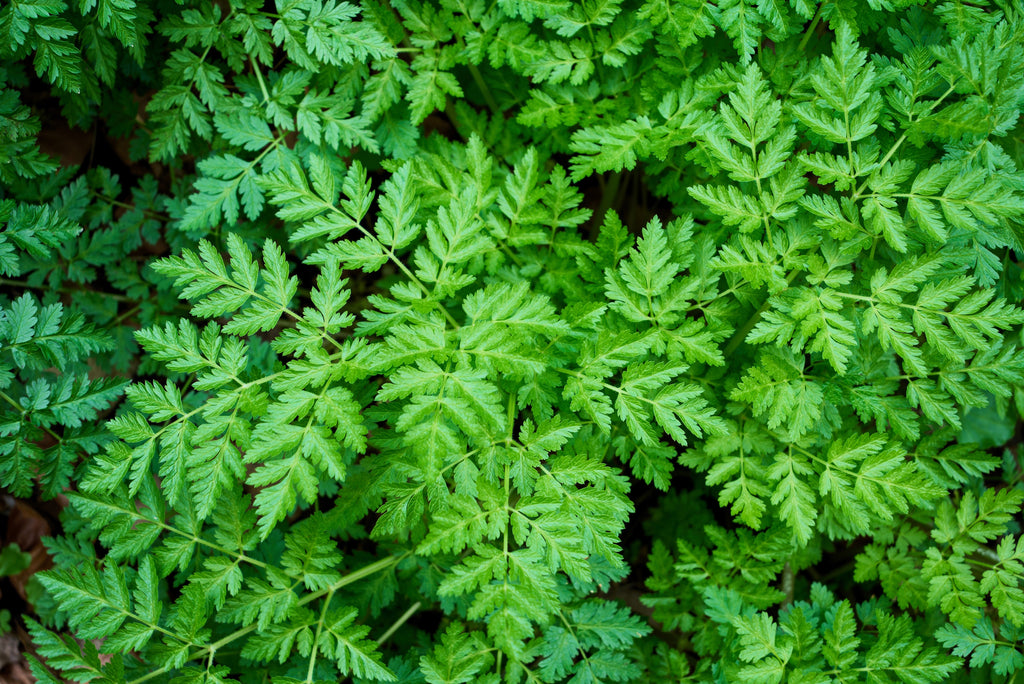 20 SWEET CICELY Myrrhis Odorata Herb Fragrant Flower Licorice Flavor Seeds