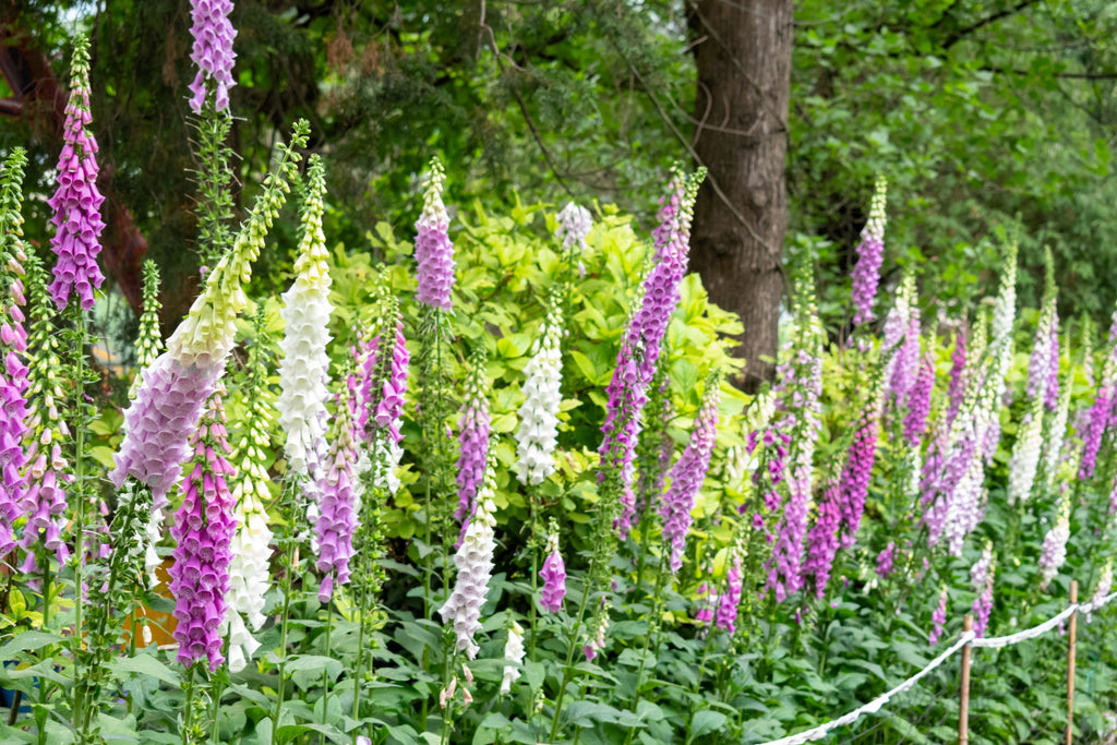 1000 FOXGLOVE EXCELSIOR MIX Digitalis Purpurea Mixed Colors Shade Flower Seeds