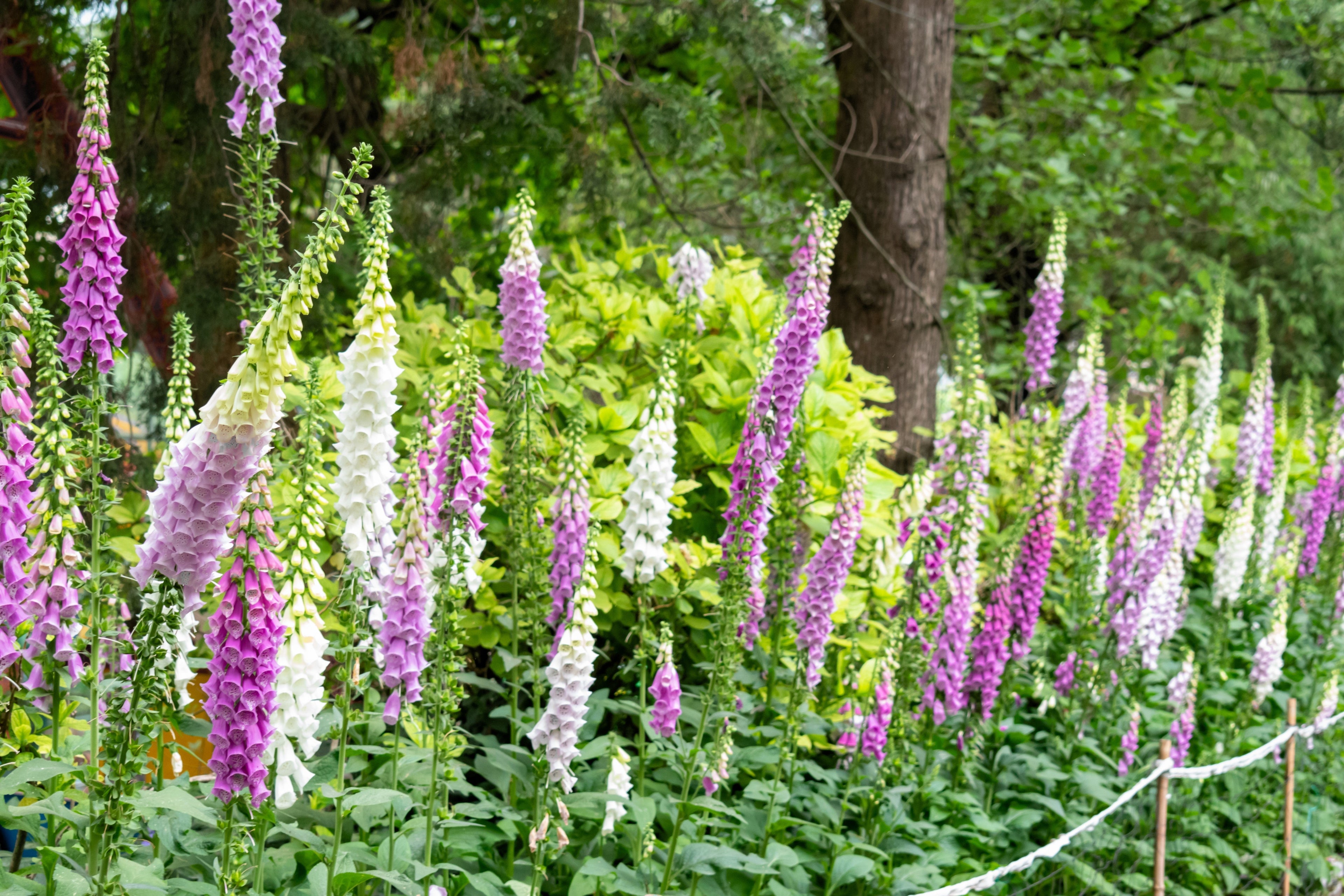 1000 FOXGLOVE EXCELSIOR MIX Digitalis Purpurea Mixed Colors Shade Flower Seeds