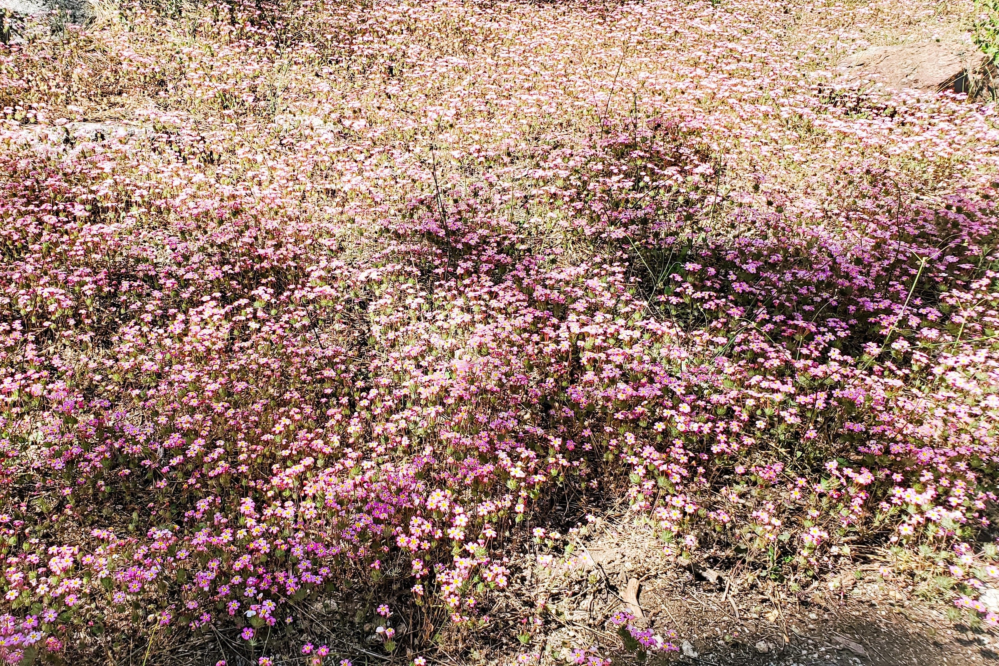350 RED BABYS BREATH Gypsophila Elegans Baby's Breath Flower Seeds