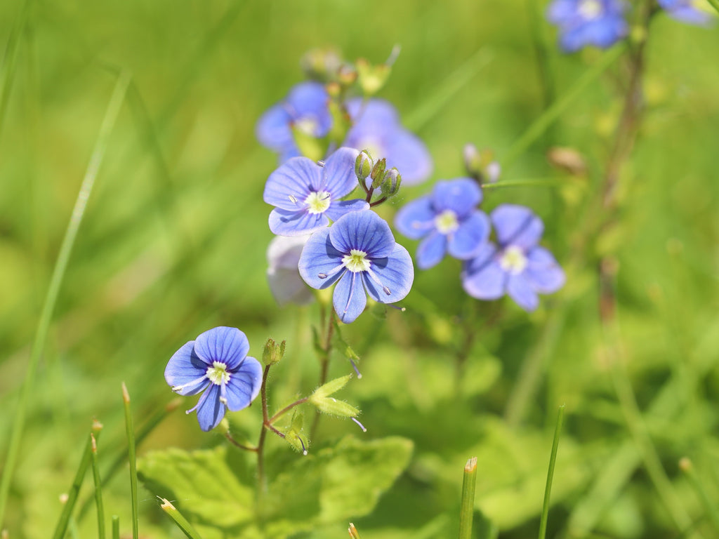 25 BLUE STREAK SPEEDWELL Veronica Gentianoides Flower Seeds