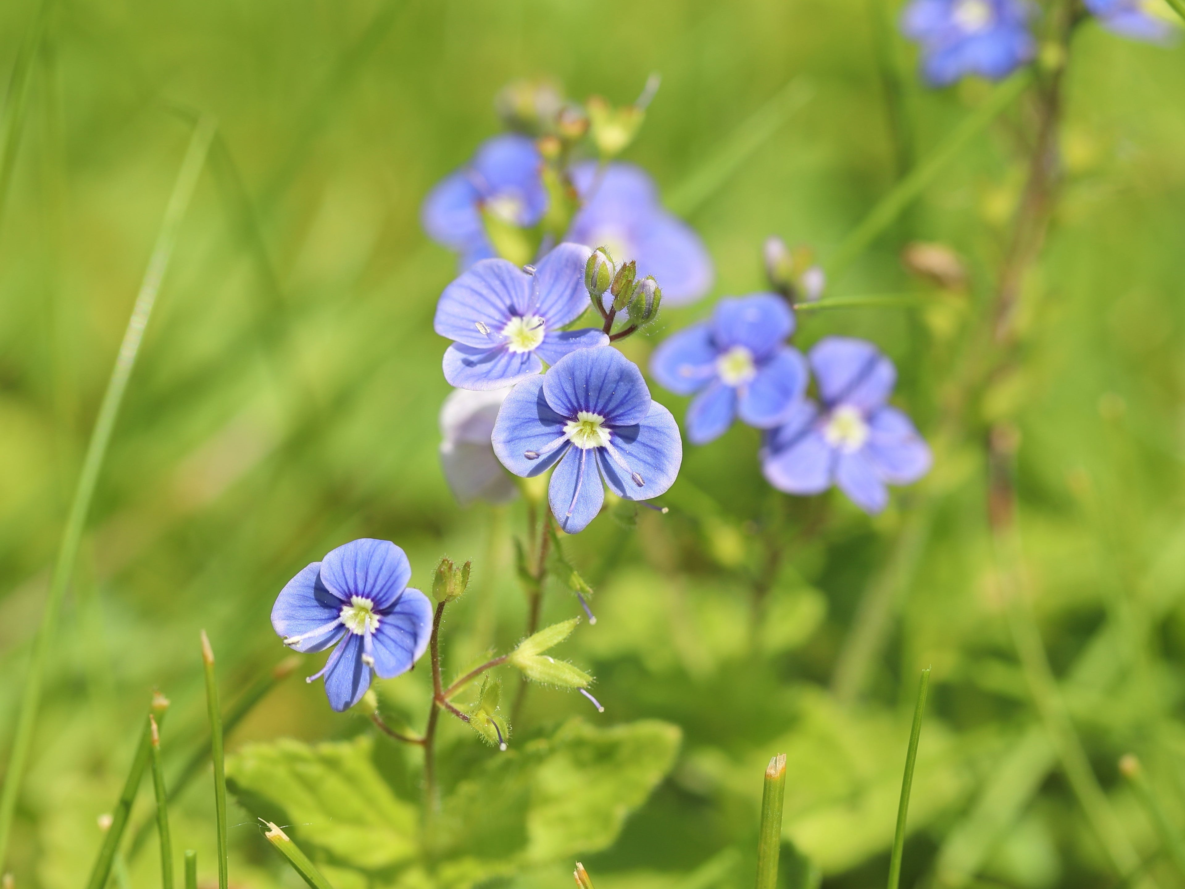 25 BLUE STREAK SPEEDWELL Veronica Gentianoides Flower Seeds