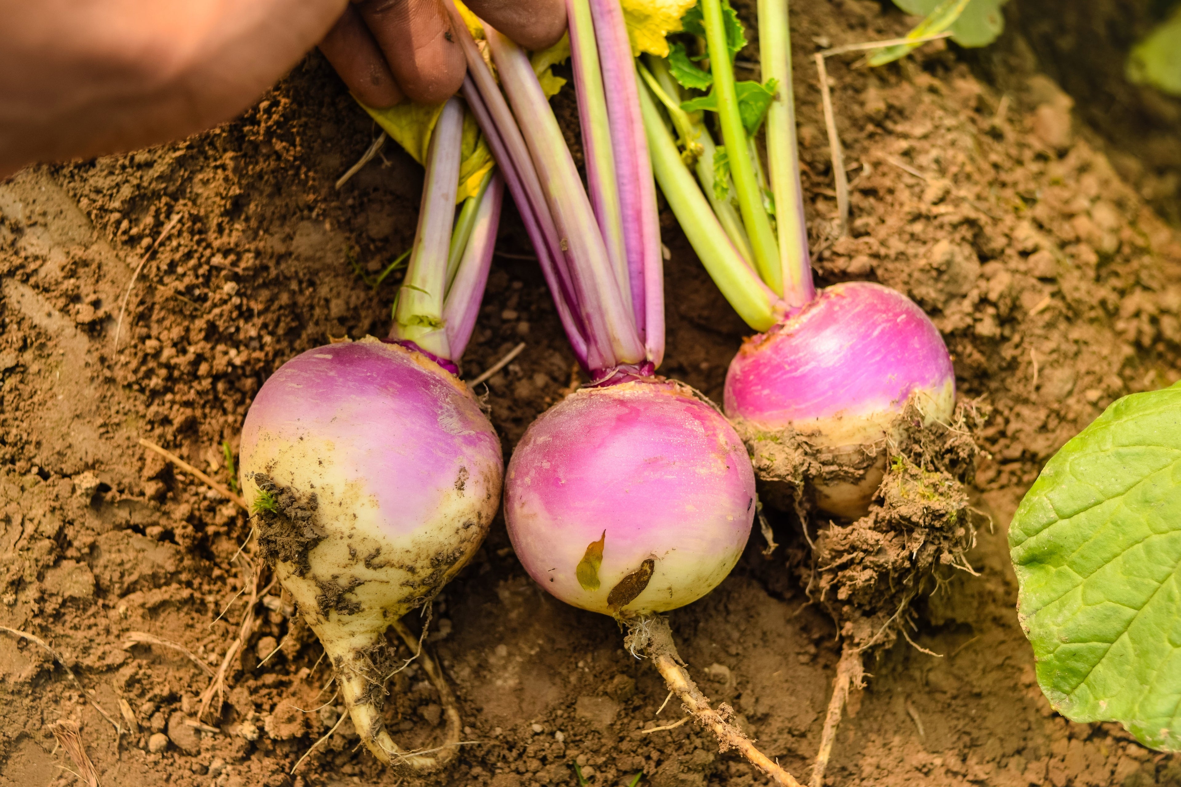 3000 PURPLE Top WHITE Globe TURNIP Brassica Rapa Vegetable Seeds