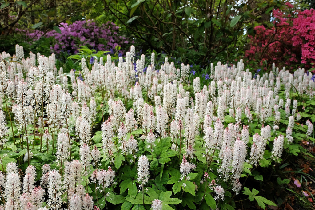 20 HEARTLEAF FOAMFLOWER White & Pink Tiarella Wherryi Coolwort Flower Seeds