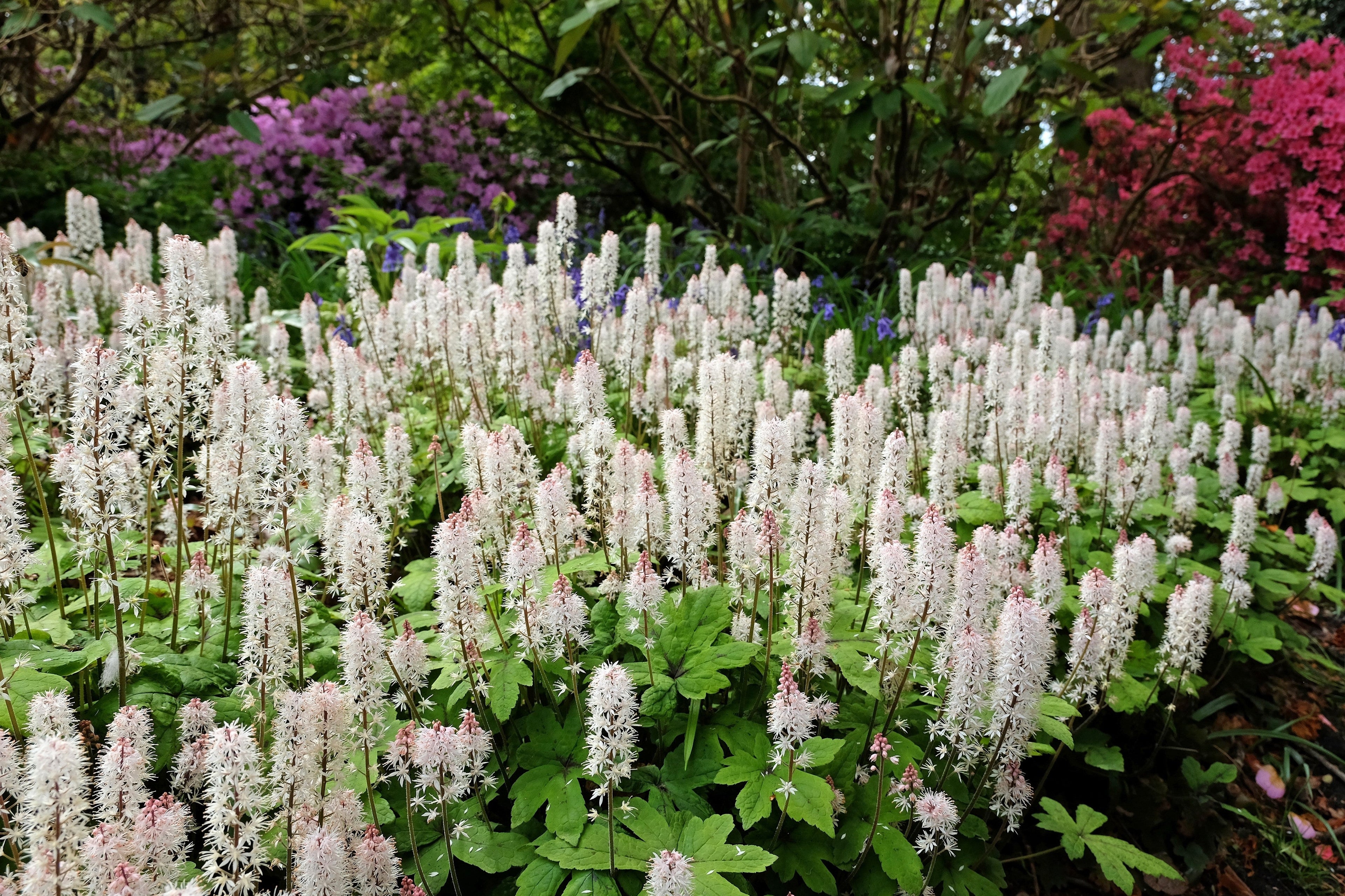 20 HEARTLEAF FOAMFLOWER White & Pink Tiarella Wherryi Coolwort Flower Seeds