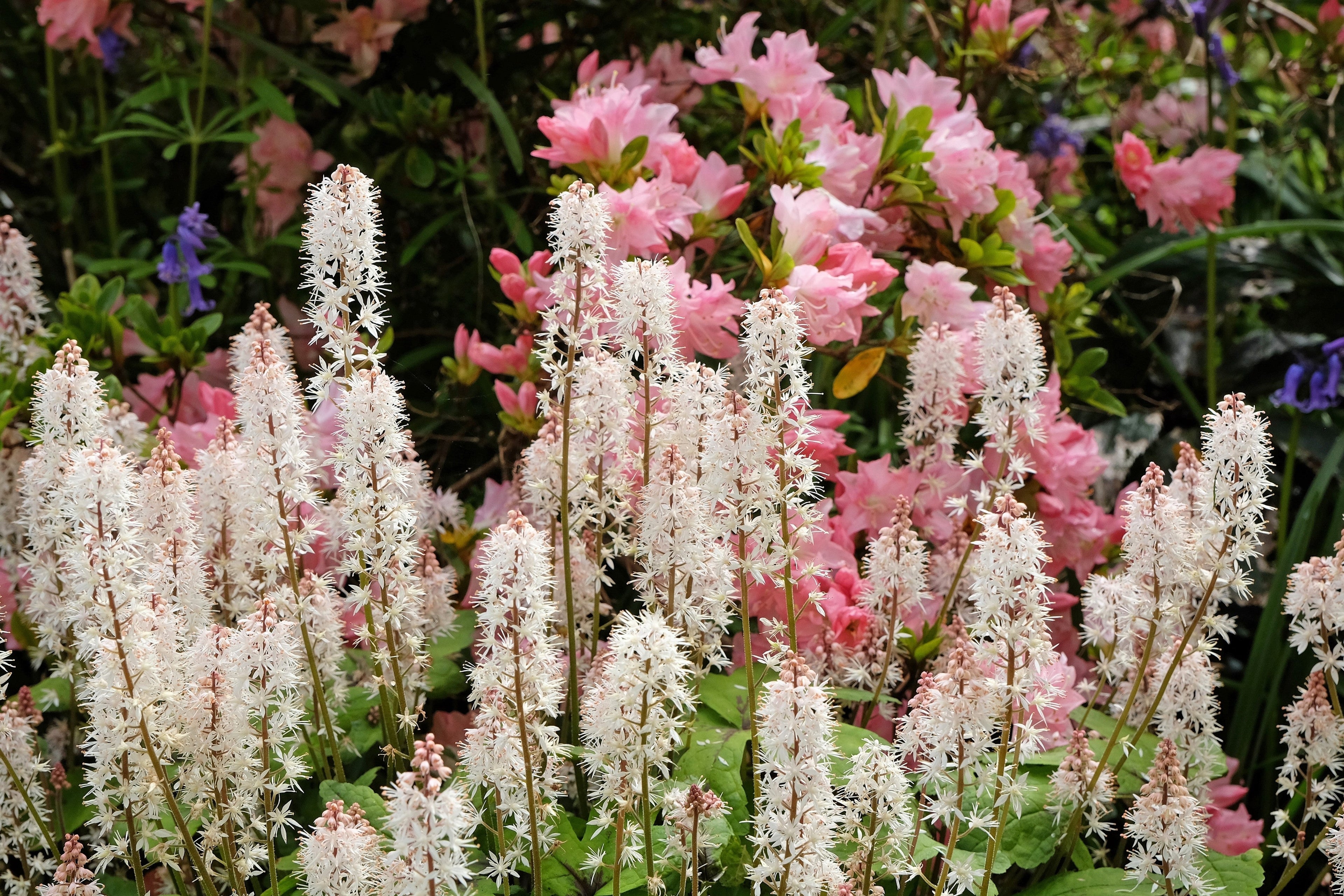20 HEARTLEAF FOAMFLOWER White & Pink Tiarella Wherryi Coolwort Flower Seeds