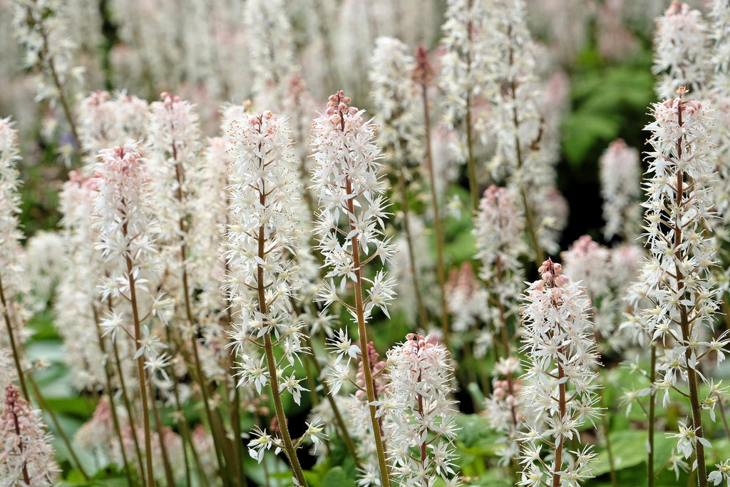 20 HEARTLEAF FOAMFLOWER White & Pink Tiarella Wherryi Coolwort Flower Seeds