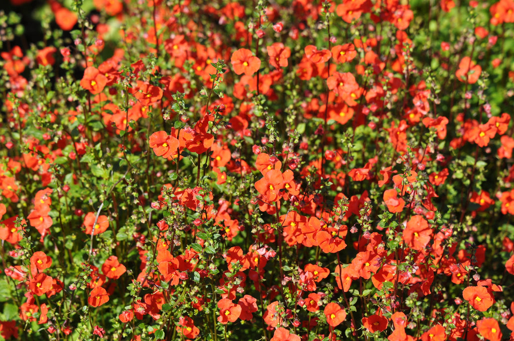 50 SCARLET MASK FLOWER Hummingbird Plant Red Alonsoa Warscewiczii Seeds
