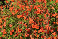 50 SCARLET MASK FLOWER Hummingbird Plant Red Alonsoa Warscewiczii Seeds