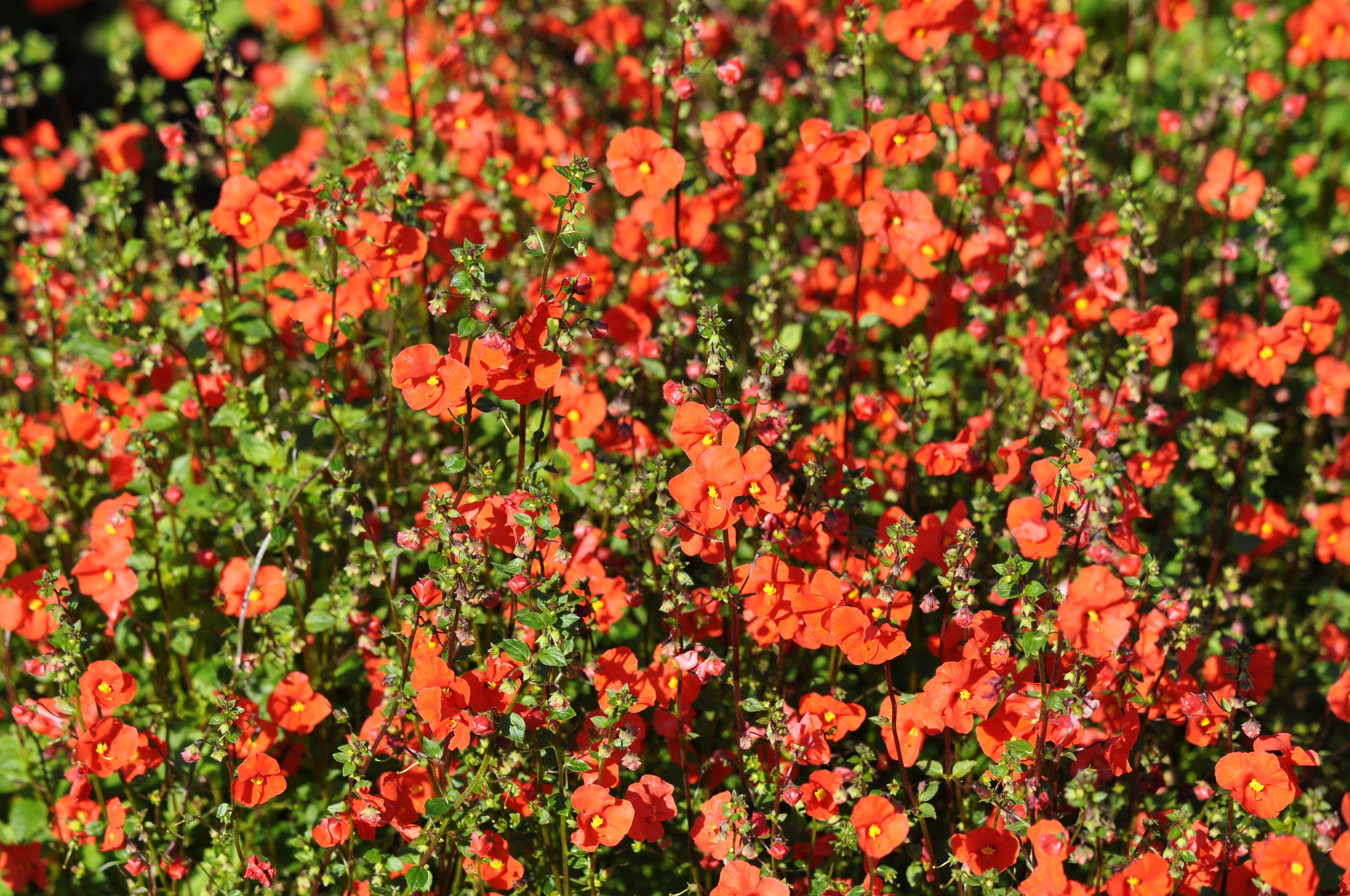 50 SCARLET MASK FLOWER Hummingbird Plant Red Alonsoa Warscewiczii Seeds