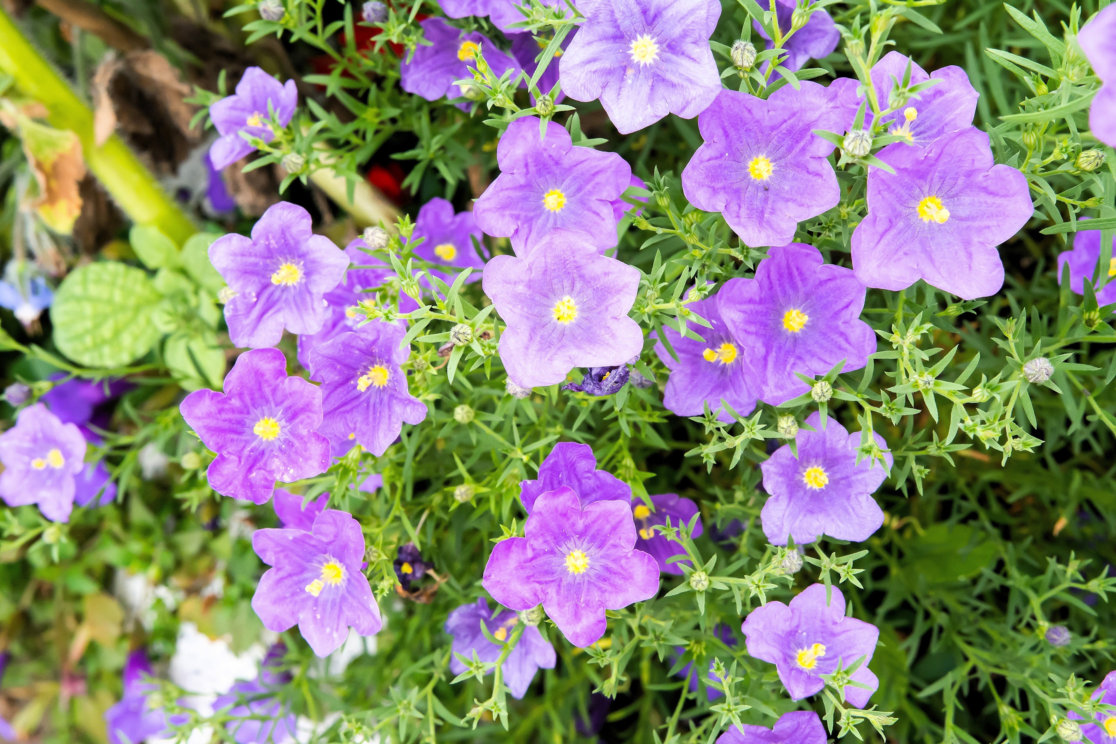 250 PURPLE Robe CUP FLOWER Nierembergia Hippomanica Caerulea Seeds