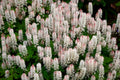 20 HEARTLEAF FOAMFLOWER White & Pink Tiarella Wherryi Coolwort Flower Seeds