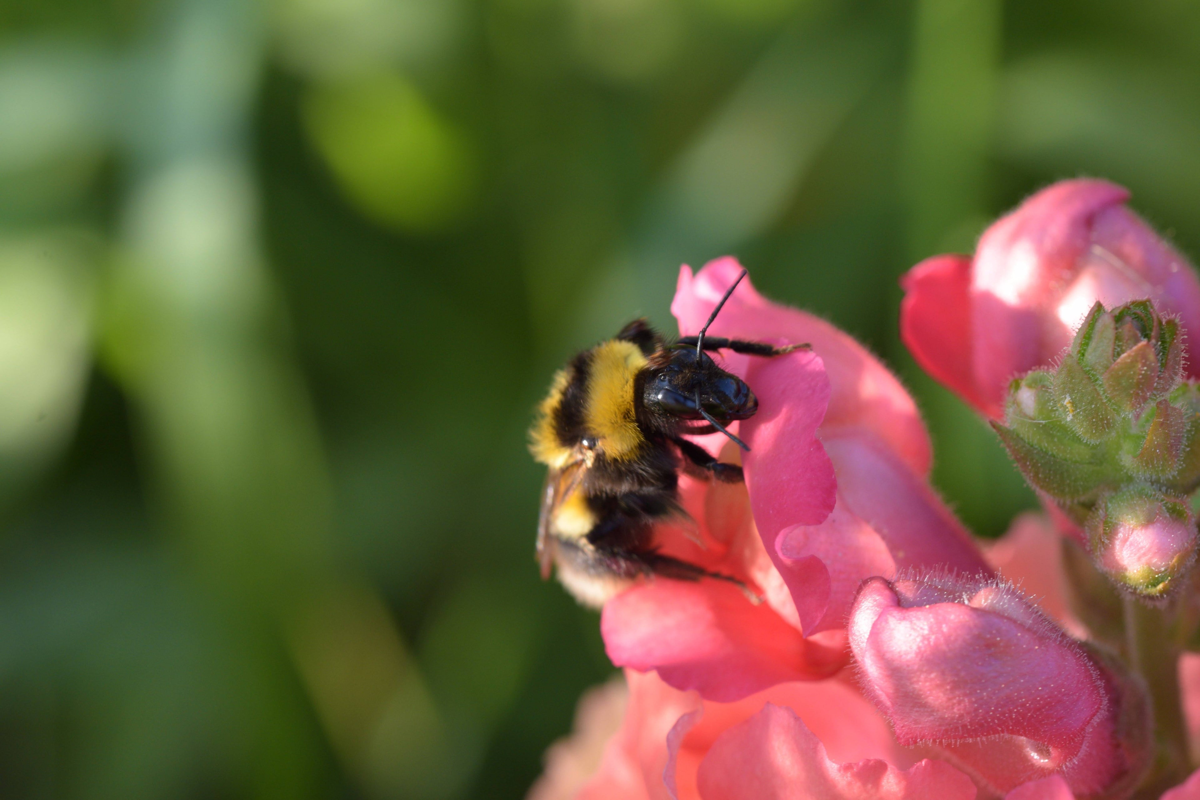 2000 PINK SNAPDRAGON Antirrhinum Majus Flower Seeds