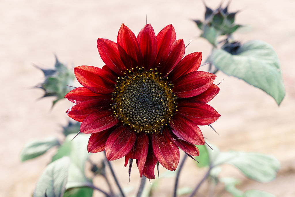 25 RED SUN SUNFLOWER Helianthus Annuus Flower Seeds