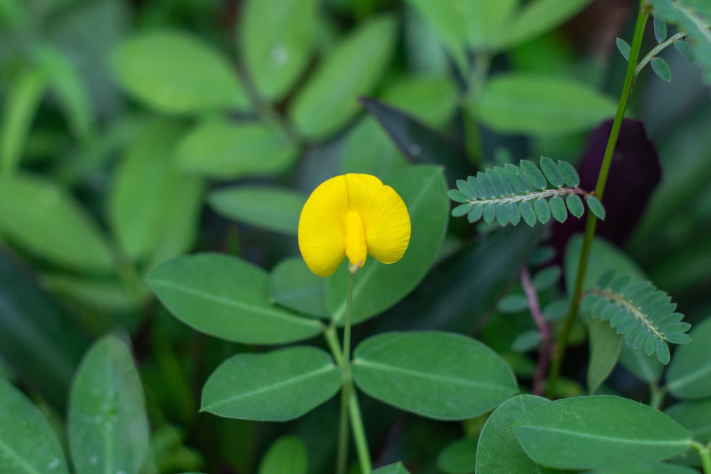 15 Seeds TENNESSEE RED PEANUT Valencia Arachis Hypogaea Perennial Nut Plant