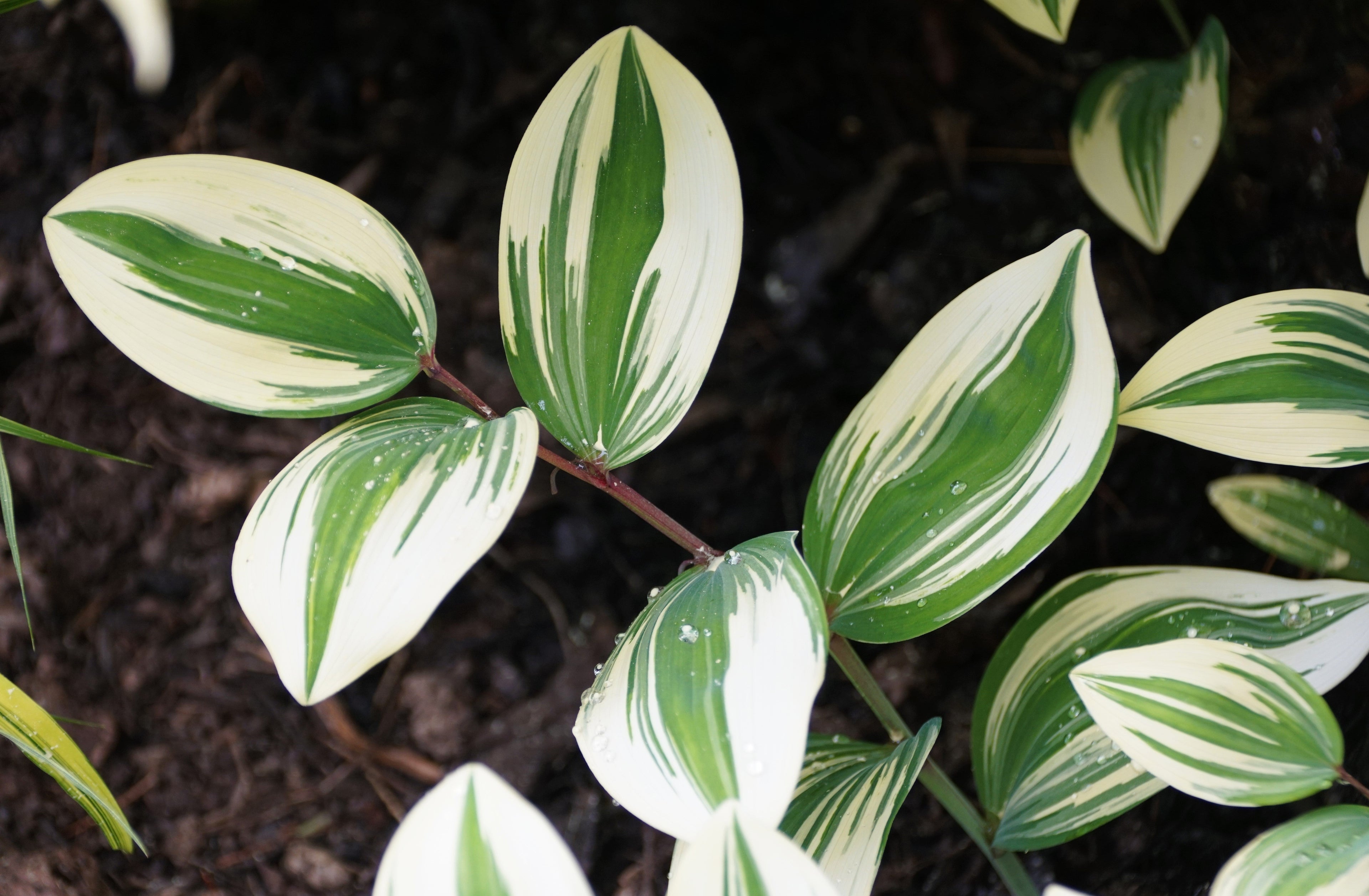 15 Variegated SOLOMONS SEAL Polygonatum Biflorum Canaliculatum Flower Seeds