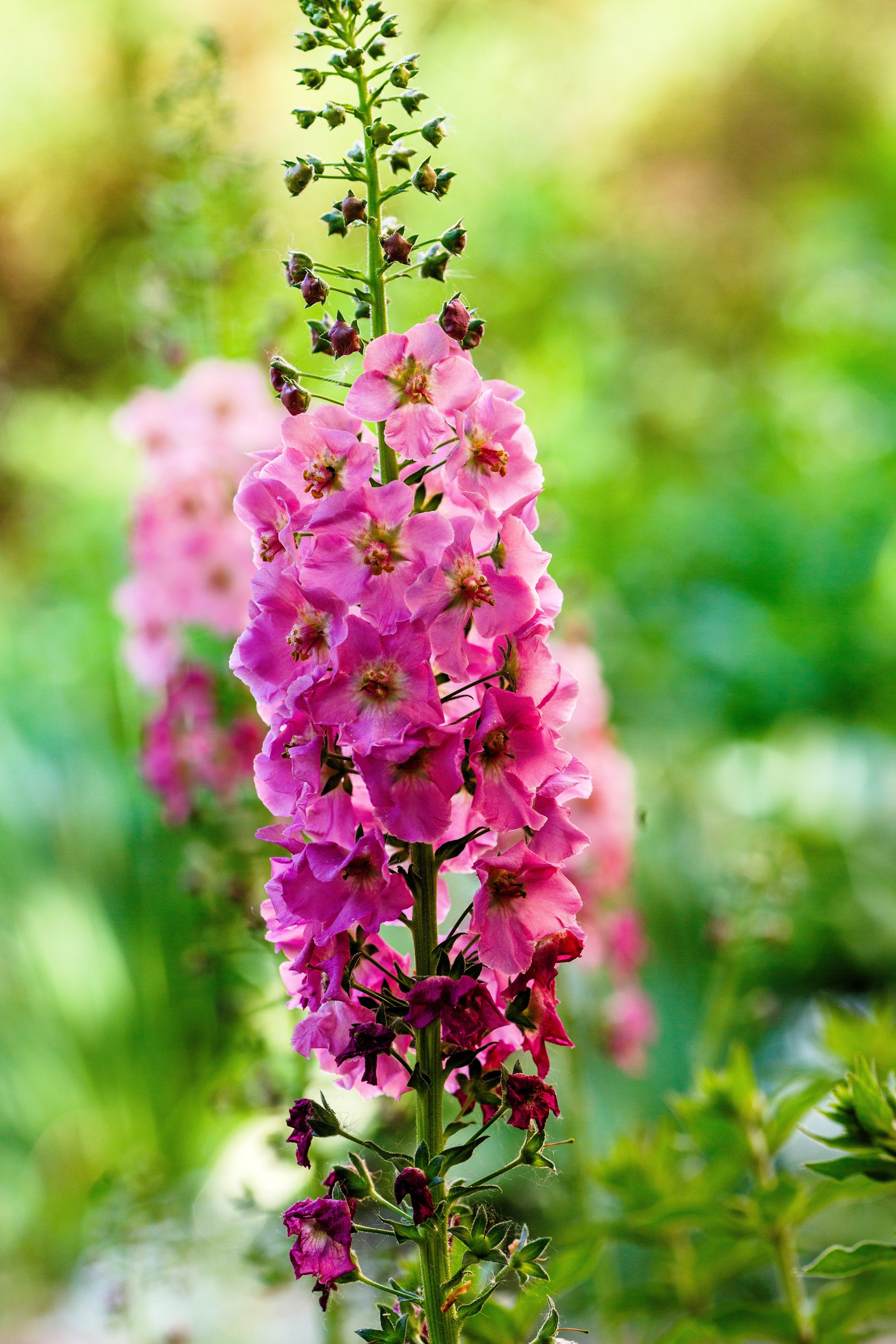100 MIXED COLORS VERBASCUM Verbascum Phoeniceum Flower Seeds