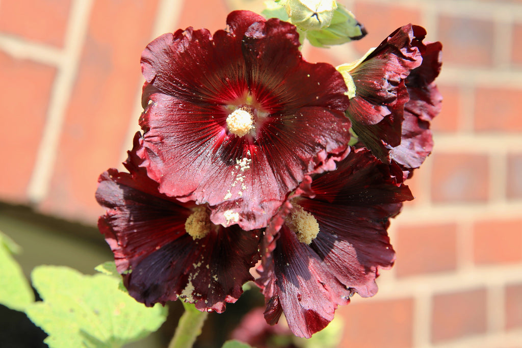 25 BURGUNDY RED HOLLYHOCK Alcea Rosea Flower Seeds Perennial