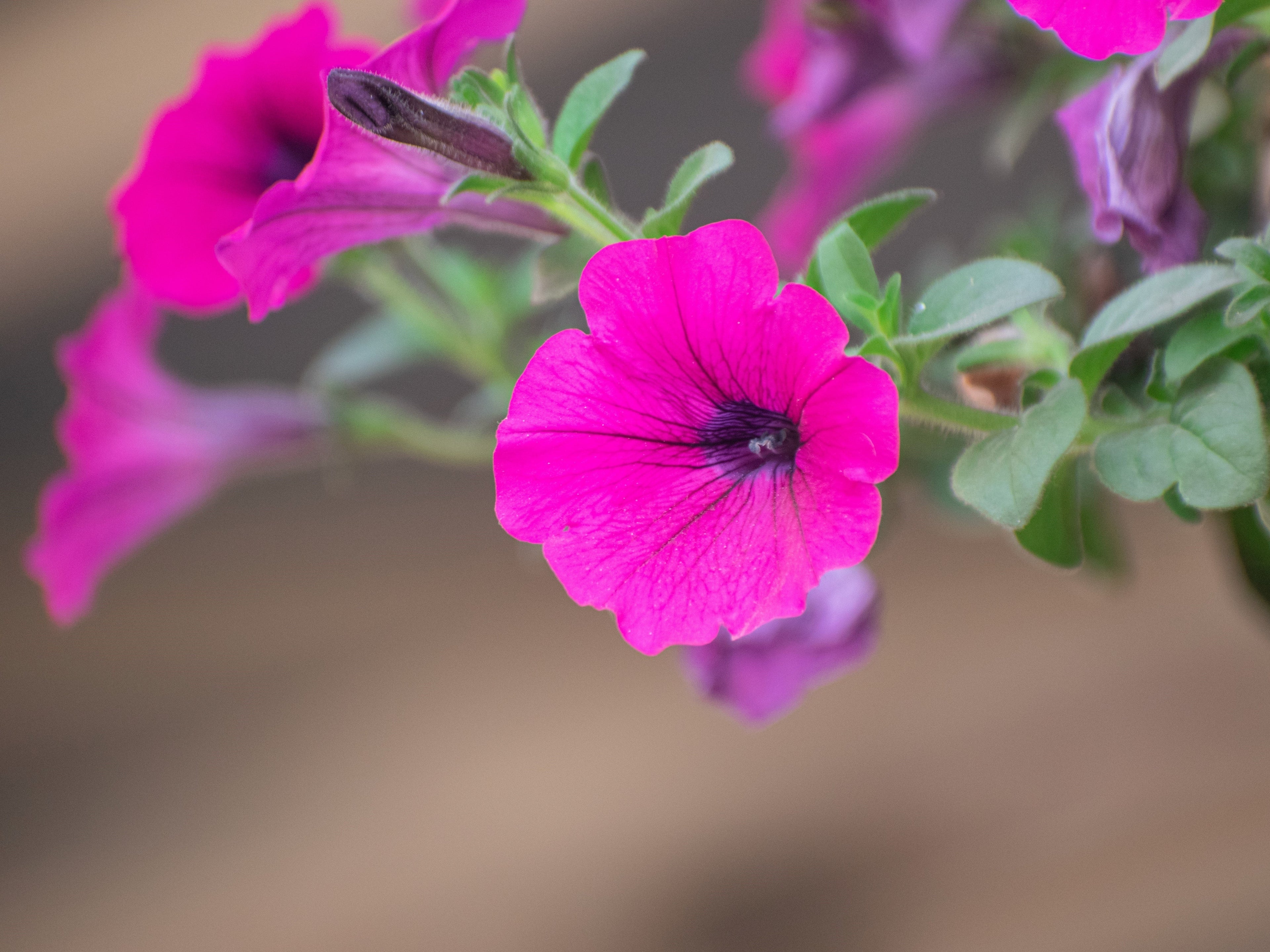1000 SHANIN PETUNIA Integrifolia Violacea Pink Purple Wild Flower Seeds