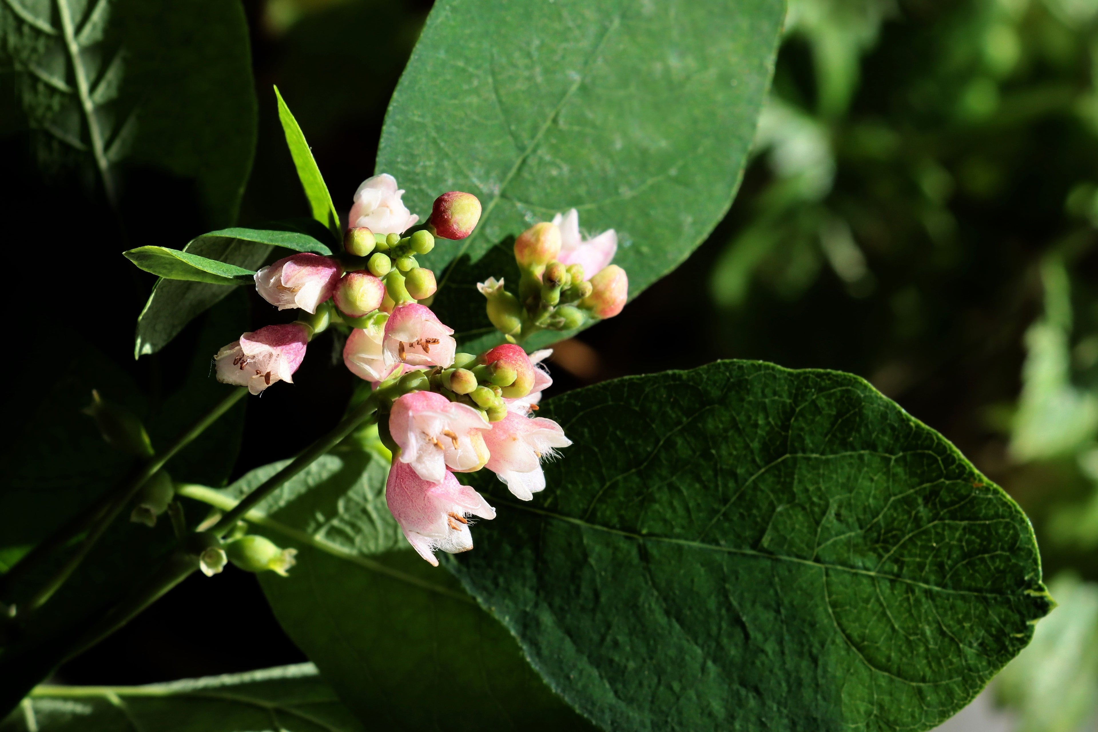 30 WESTERN SNOWBERRY Shrub White Pink Flower Symphoricarpos Occidentalis Seeds