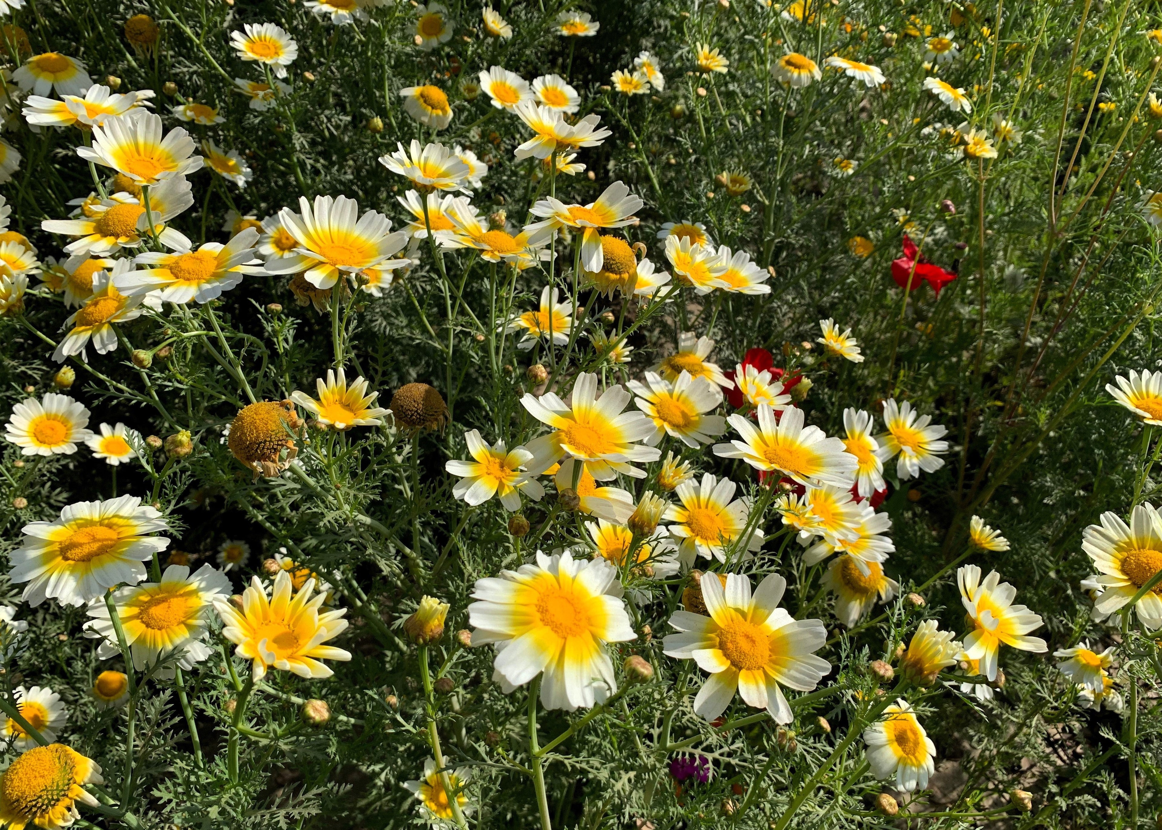 1000 GARLAND CROWN DAISY Chrysanthemum Coronarium Glebionis White Yellow Flower Seeds