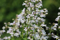 1000 WHITE FOXGLOVE BEARDTONGUE Penstemon Digitalis Flower Seeds
