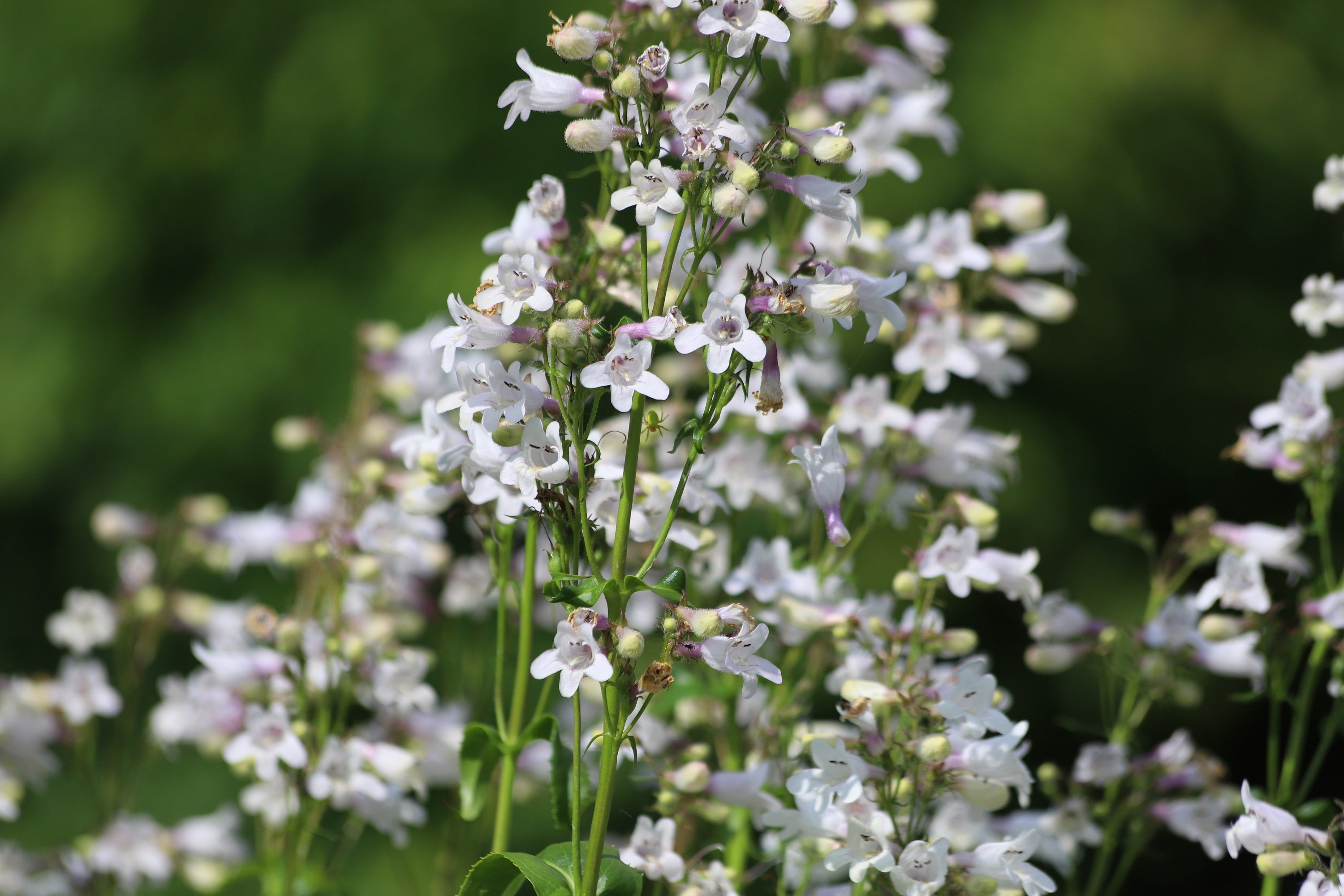 1000 WHITE FOXGLOVE BEARDTONGUE Penstemon Digitalis Flower Seeds